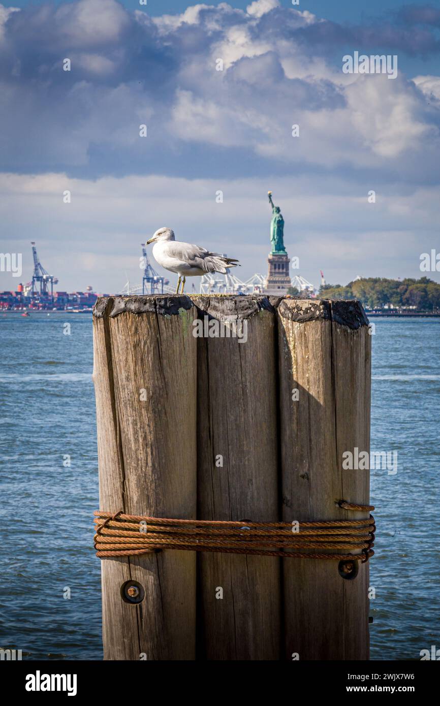 Une mouette repose sur un quai à Battery Park avec la Statue de la liberté en arrière-plan, New York, États-Unis Banque D'Images