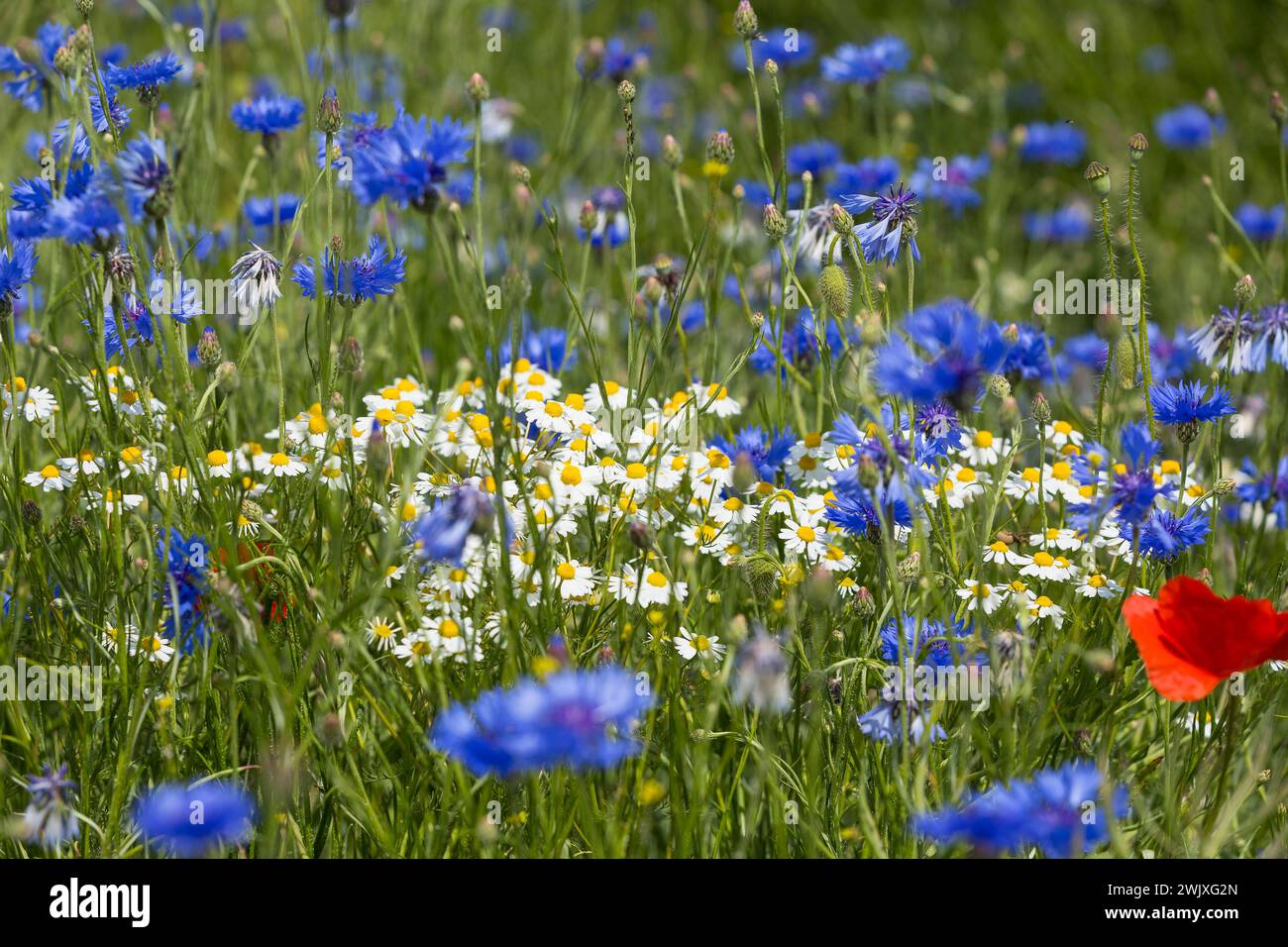 Echte Kamille Matricaria chamomilla und Kornblumen Centaurea cyanus blühen am Feldrand, Sächsisches Elbland, Sachsen, Deutschland *** camomile Matric Banque D'Images