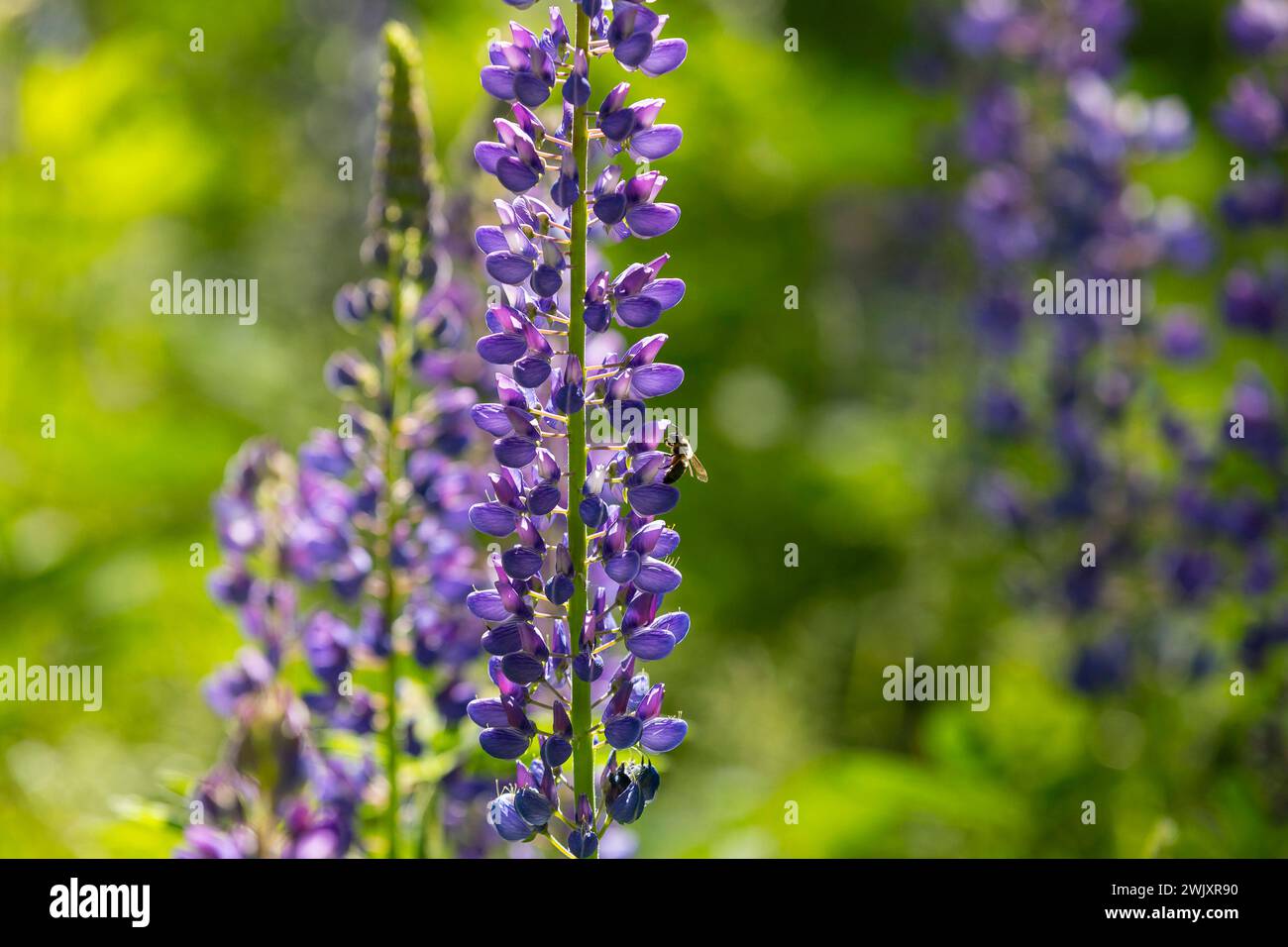 Honigbiene apis an den Blüten der Staudenlupine Lupinus polyphyllus in Blüte, Habitus, Saxe, Deutschland *** abeille à miel apis sur les fleurs du p Banque D'Images