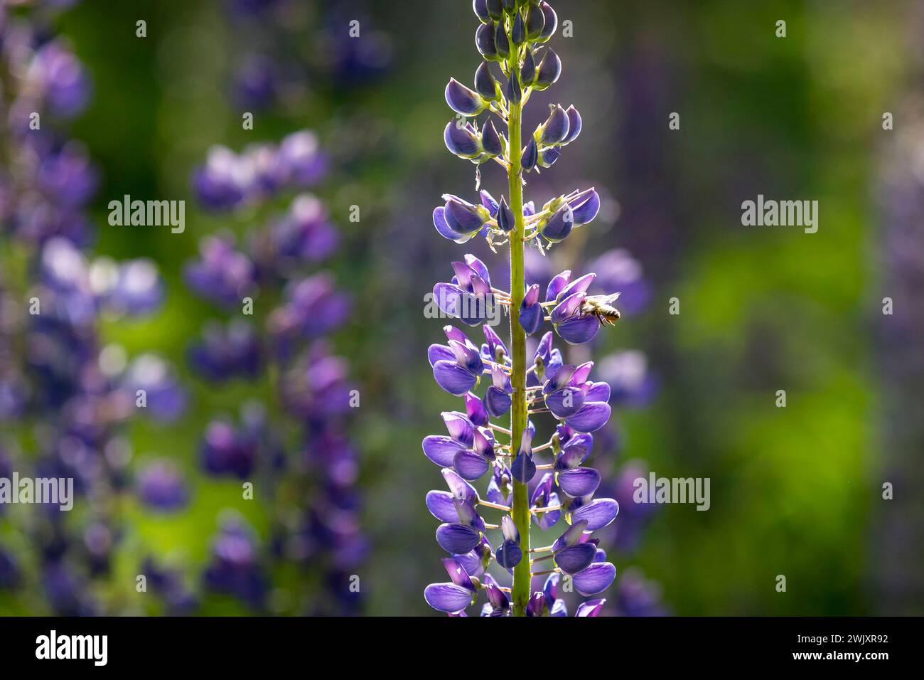 Honigbiene apis an den Blüten der Staudenlupine Lupinus polyphyllus in Blüte, Habitus, Saxe, Deutschland *** abeille à miel apis sur les fleurs du p Banque D'Images
