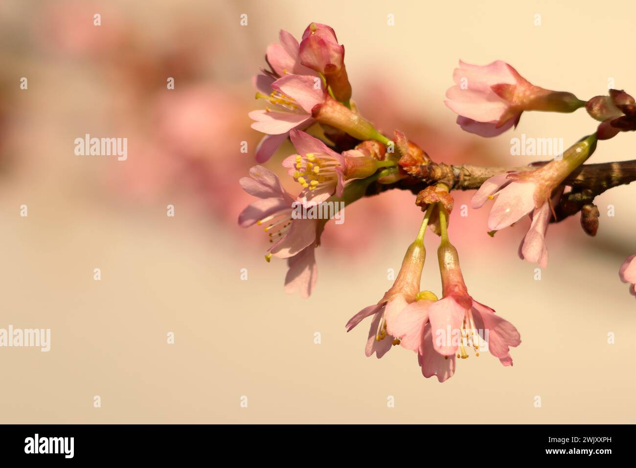Gros plan de l'ouverture des fleurs de magnolia rose à la mi-février au Royaume-Uni Banque D'Images