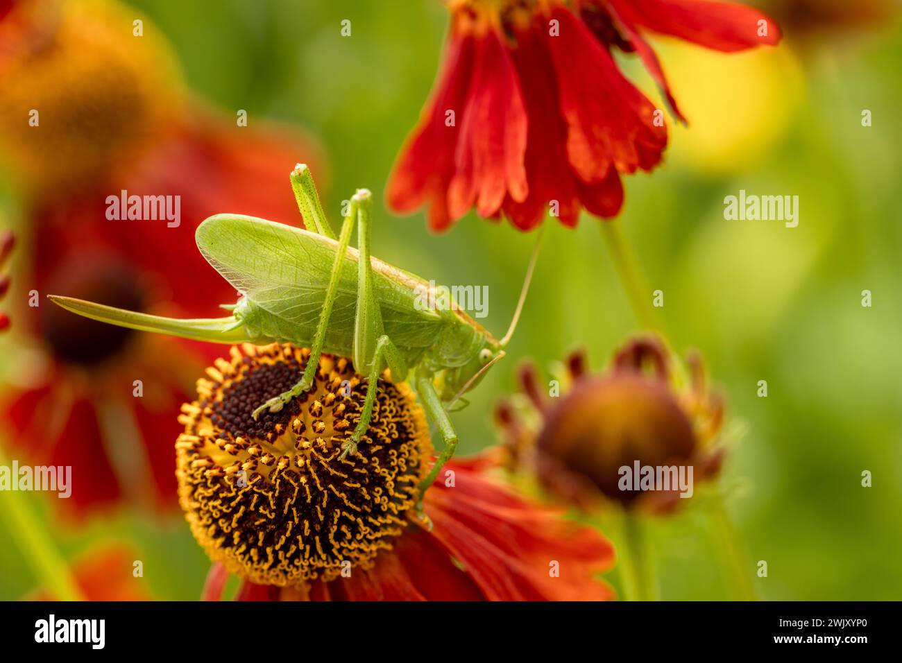 Grande sauterelle verte sur des fleurs d'hélium rouge dans le jardin Banque D'Images