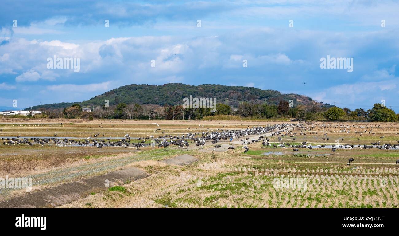 Des milliers de grues et autres oiseaux hivernent dans les champs du sud du Japon. Izumi, Kagoshima, Japon. Banque D'Images