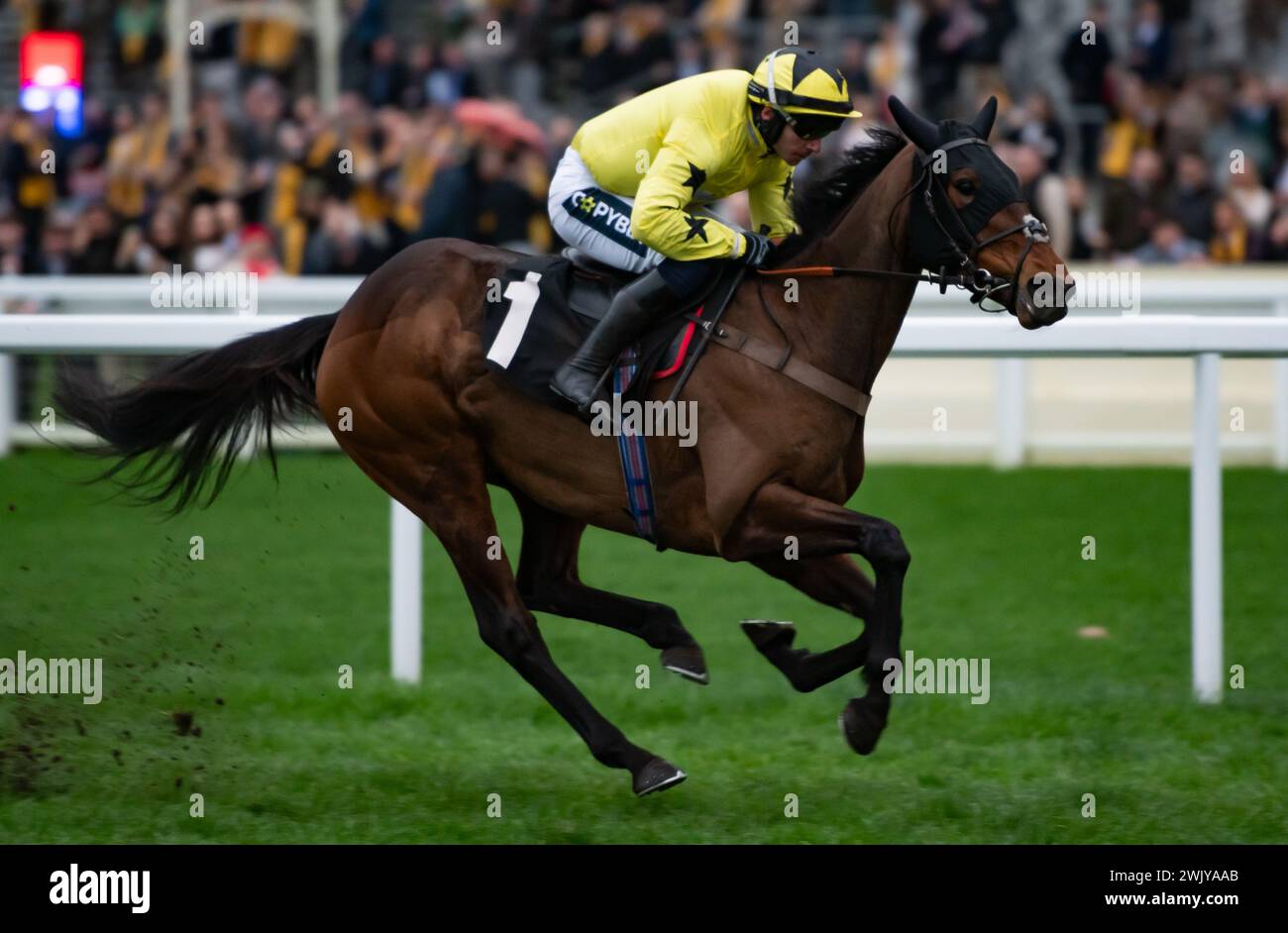 Ascot Racecourse, Royaume-Uni, samedi 17 février 2024 ; Anno Power et le jockey Jonathan Burke remportent l'Open National Hunt Flat Race britannique EBF Mares pour l'entraîneur Harry Fry et les propriétaires Pat & Edward Dolan-Abrahams. Crédit JTW Equine images / Alamy. Banque D'Images