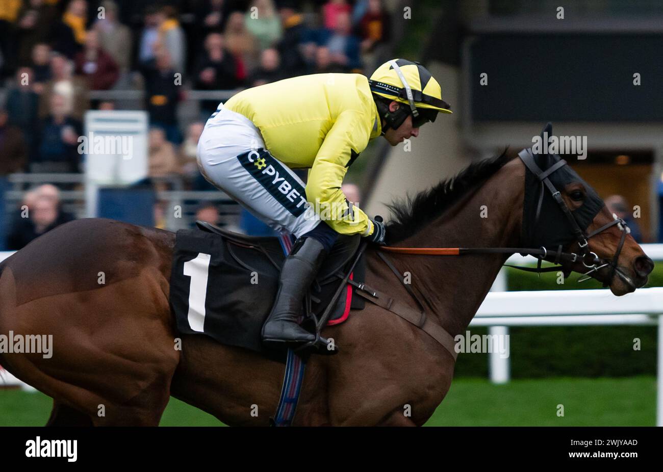 Ascot Racecourse, Royaume-Uni, samedi 17 février 2024 ; Anno Power et le jockey Jonathan Burke remportent l'Open National Hunt Flat Race britannique EBF Mares pour l'entraîneur Harry Fry et les propriétaires Pat & Edward Dolan-Abrahams. Crédit JTW Equine images / Alamy. Banque D'Images