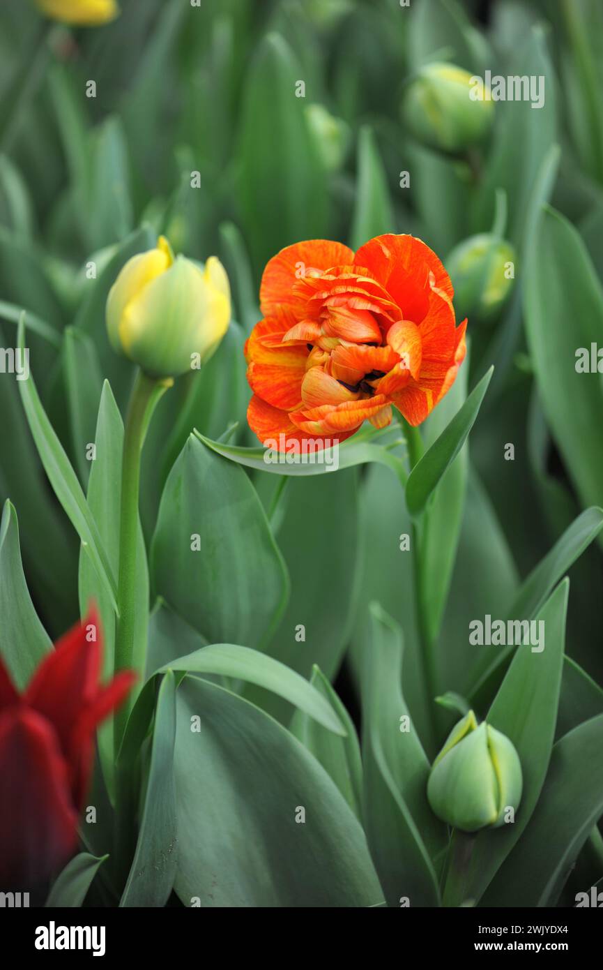 Fleur de pivoine orange double tulipes tardives (Tulipa) double beauté d'Apeldoorn (amoureux du soleil) fleurissent dans un jardin en avril Banque D'Images