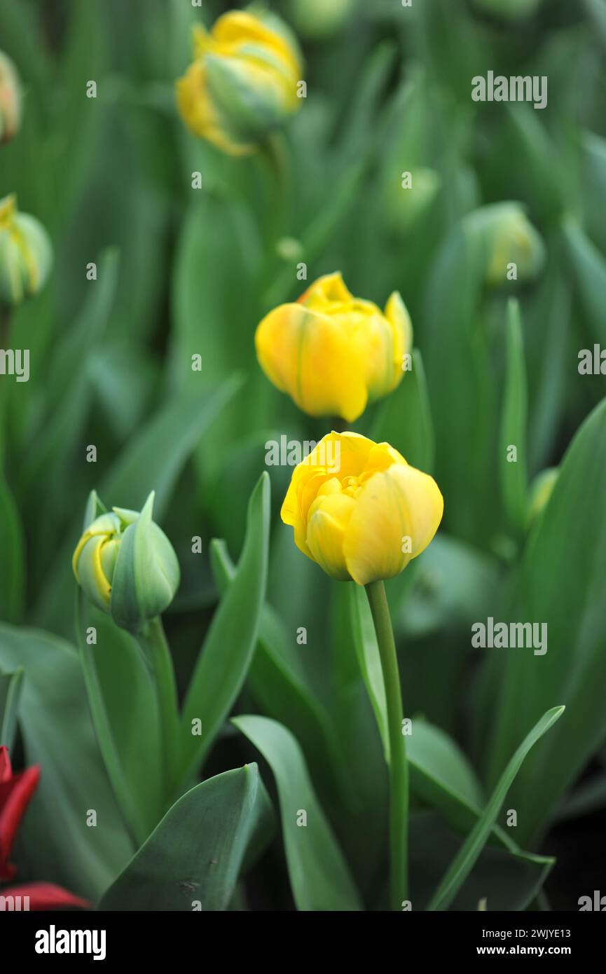 Fleurs de pivoine jaune double tulipes tardives (Tulipa) double beauté d'Apeldoorn (amoureux du soleil) fleurissent dans un jardin en avril Banque D'Images