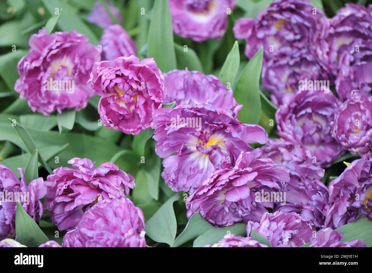 Fleur de pivoine violette-violette double tulipes précoces (Tulipa) double drapeau fleurissent dans un jardin en avril Banque D'Images