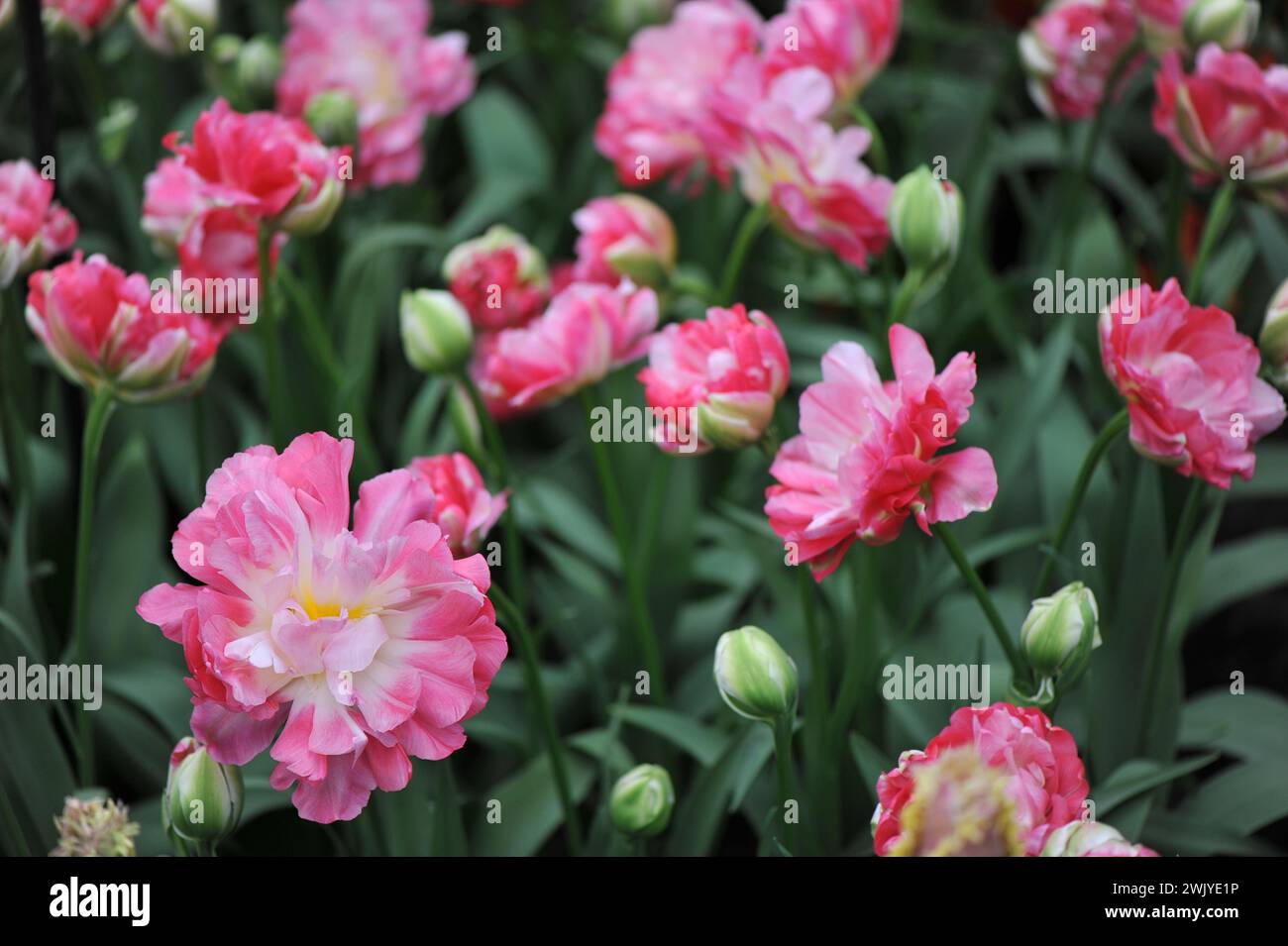 Fleurs de pivoine roses et blanches double tulipes tardives (Tulipa) double floraison de sucre dans un jardin en avril Banque D'Images