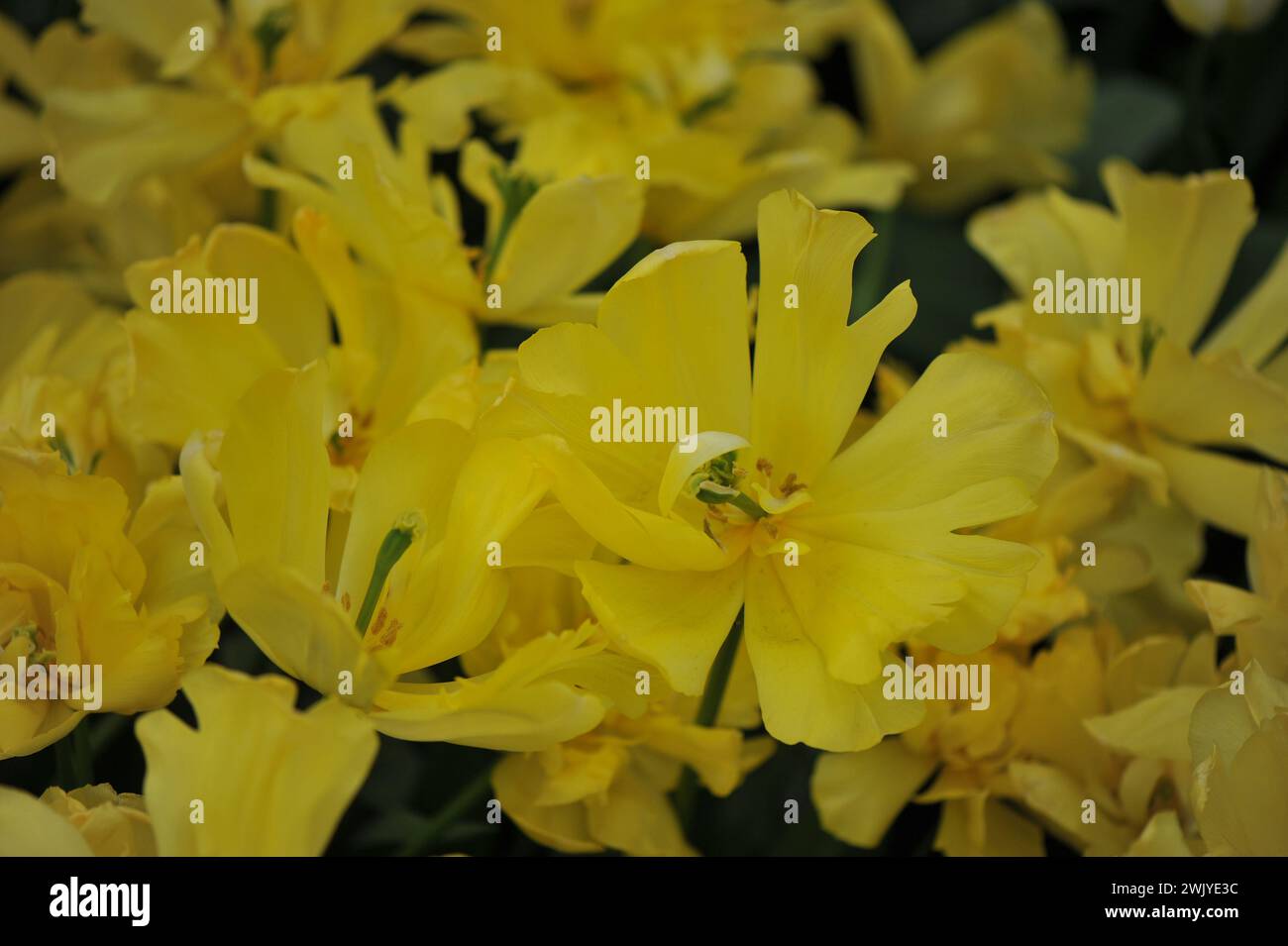 Jaune double tulipes précoces (Tulipa) double trouble fleurissent dans un jardin en avril Banque D'Images