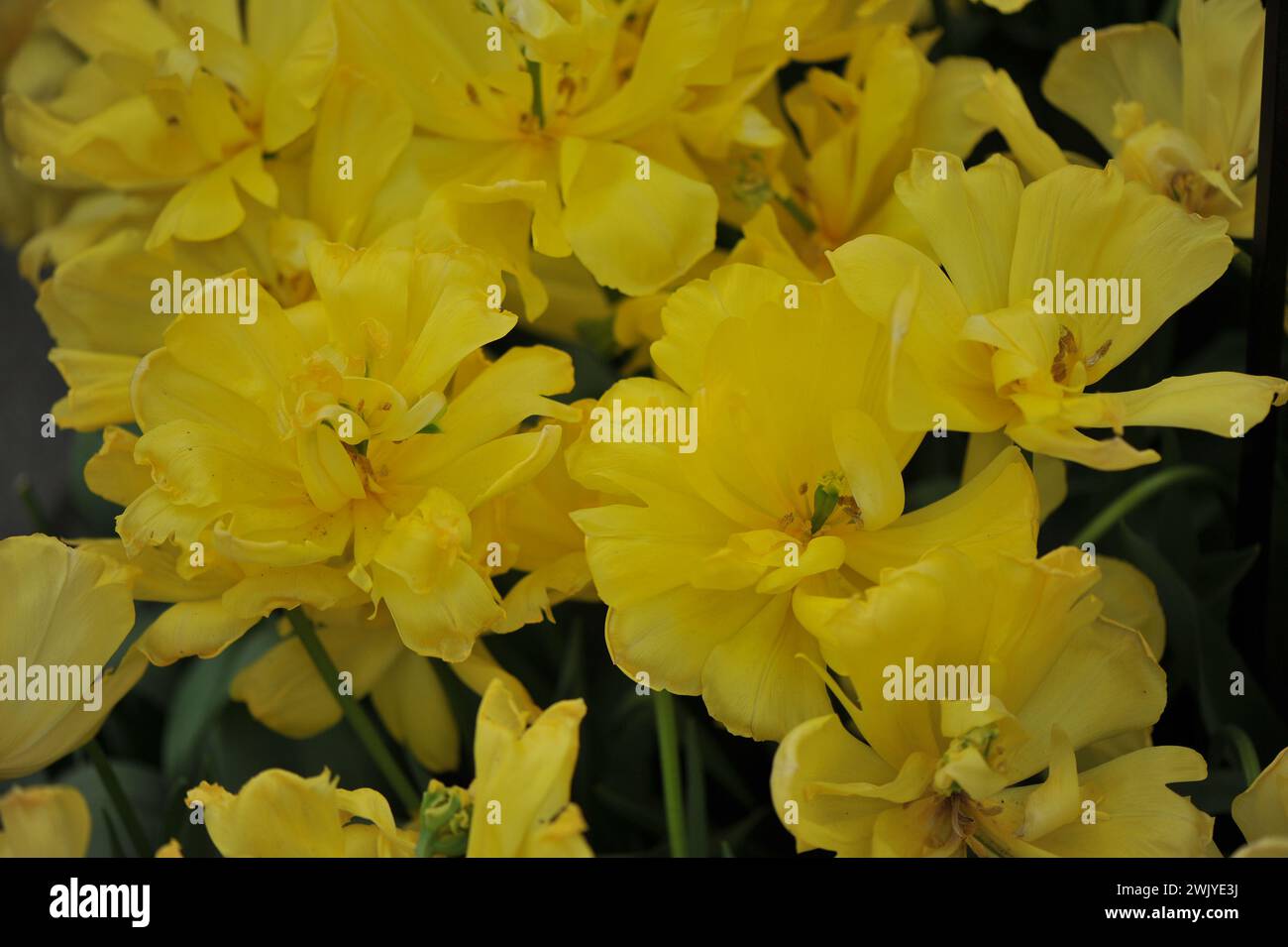 Jaune double tulipes précoces (Tulipa) double trouble fleurissent dans un jardin en avril Banque D'Images