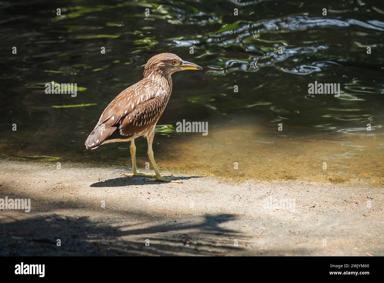 Heron strié (Butorides striata) Banque D'Images