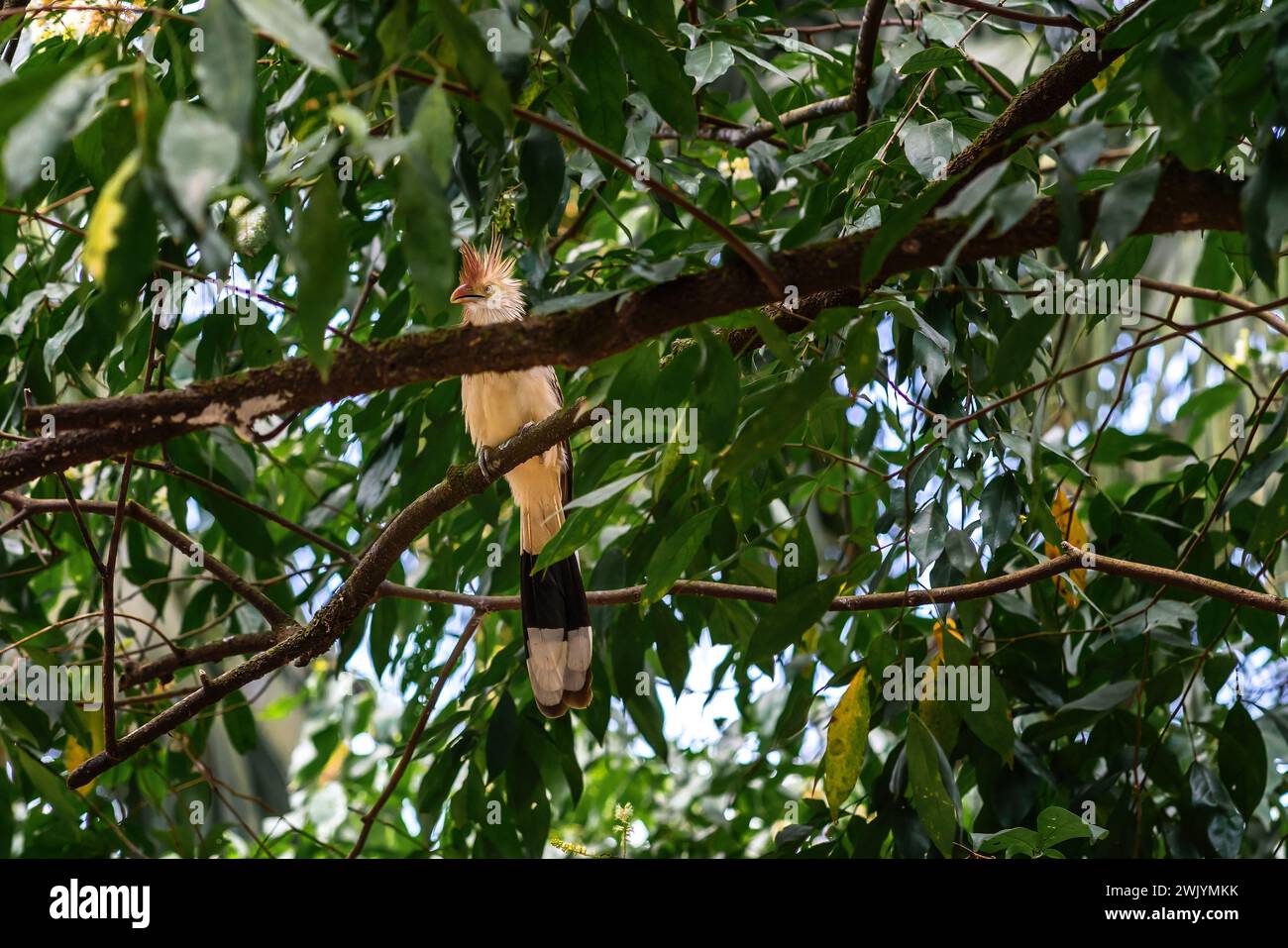 Guira Cuckoo oiseau (Guira guira) Banque D'Images