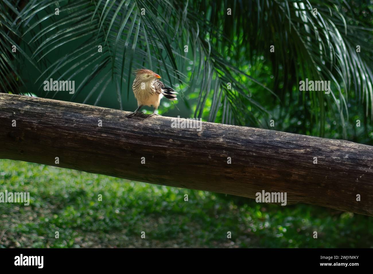Guira Cuckoo oiseau (Guira guira) Banque D'Images