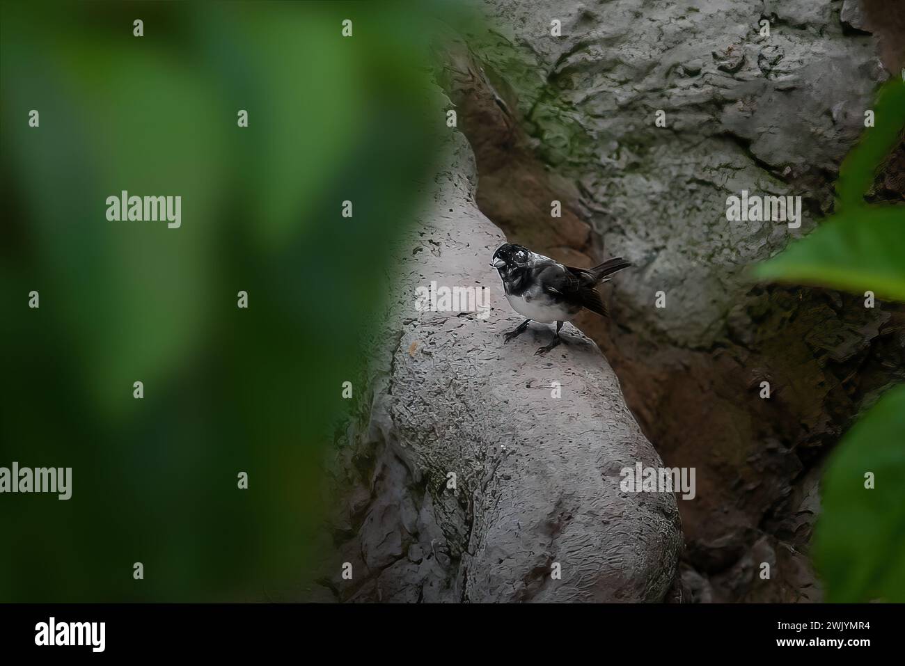 Oiseau Seedeater à double col (Sporophila caerulescens) Banque D'Images