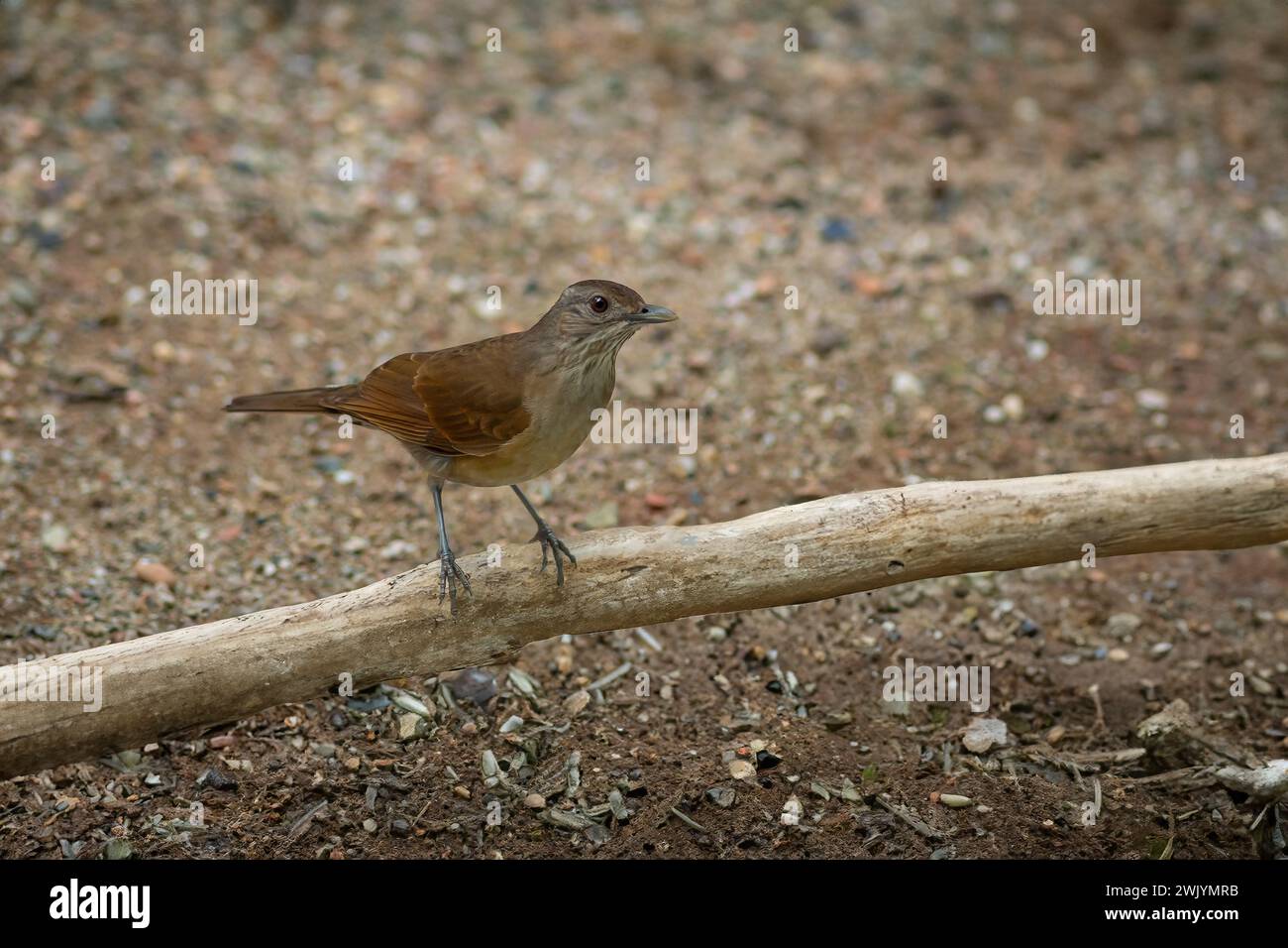 Grive de cacao (Turdus fumigatus) Banque D'Images