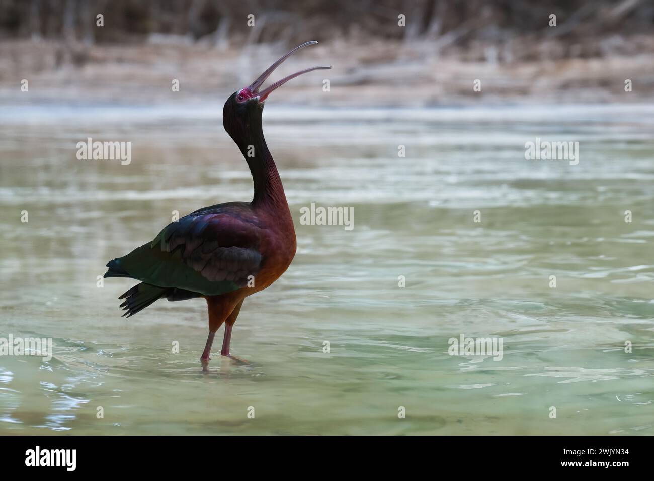 Oiseau Ibis à face blanche (Plegadis chihi) Banque D'Images