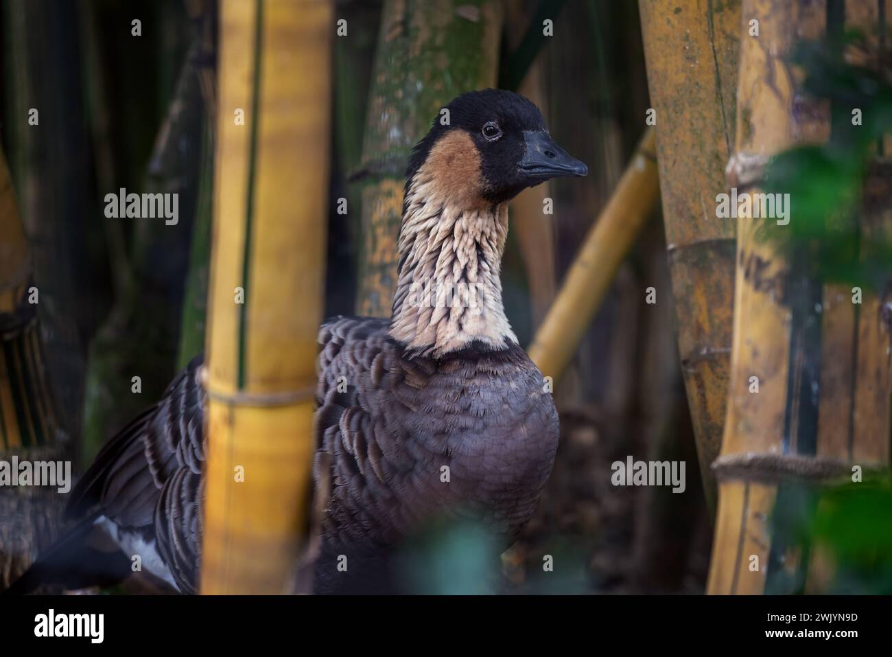 Nene ou Hawaiian Goose (Branta sandvicensis) Banque D'Images
