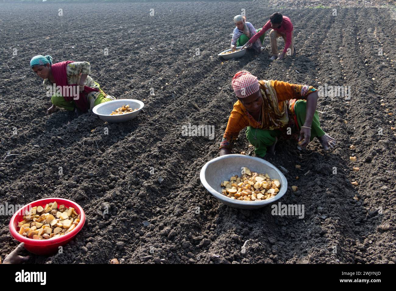 Munshiganj, Dhaka, Bangladesh. 17 février 2024. Des agriculteurs sèment des graines de pommes de terre dans un champ à Munshiganj, au Bangladesh. Les pommes de terre mettent au moins 90 jours à mûrir après le semis. Les pommes de terre entières ou les morceaux de pommes de terre peuvent être utilisés comme graines. Un groupe de travailleurs peut récolter jusqu'à 3 000 kg de pommes de terre par jour. (Crédit image : © Joy Saha/ZUMA Press Wire) USAGE ÉDITORIAL SEULEMENT! Non destiné à UN USAGE commercial ! Banque D'Images
