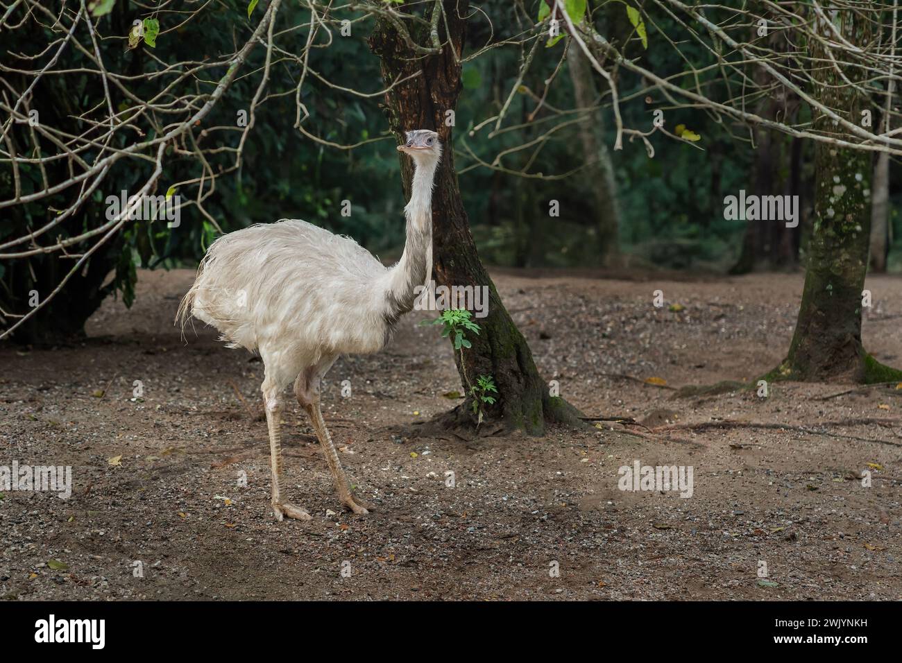 Grand Rhéa blanc (Rhea americana) Banque D'Images