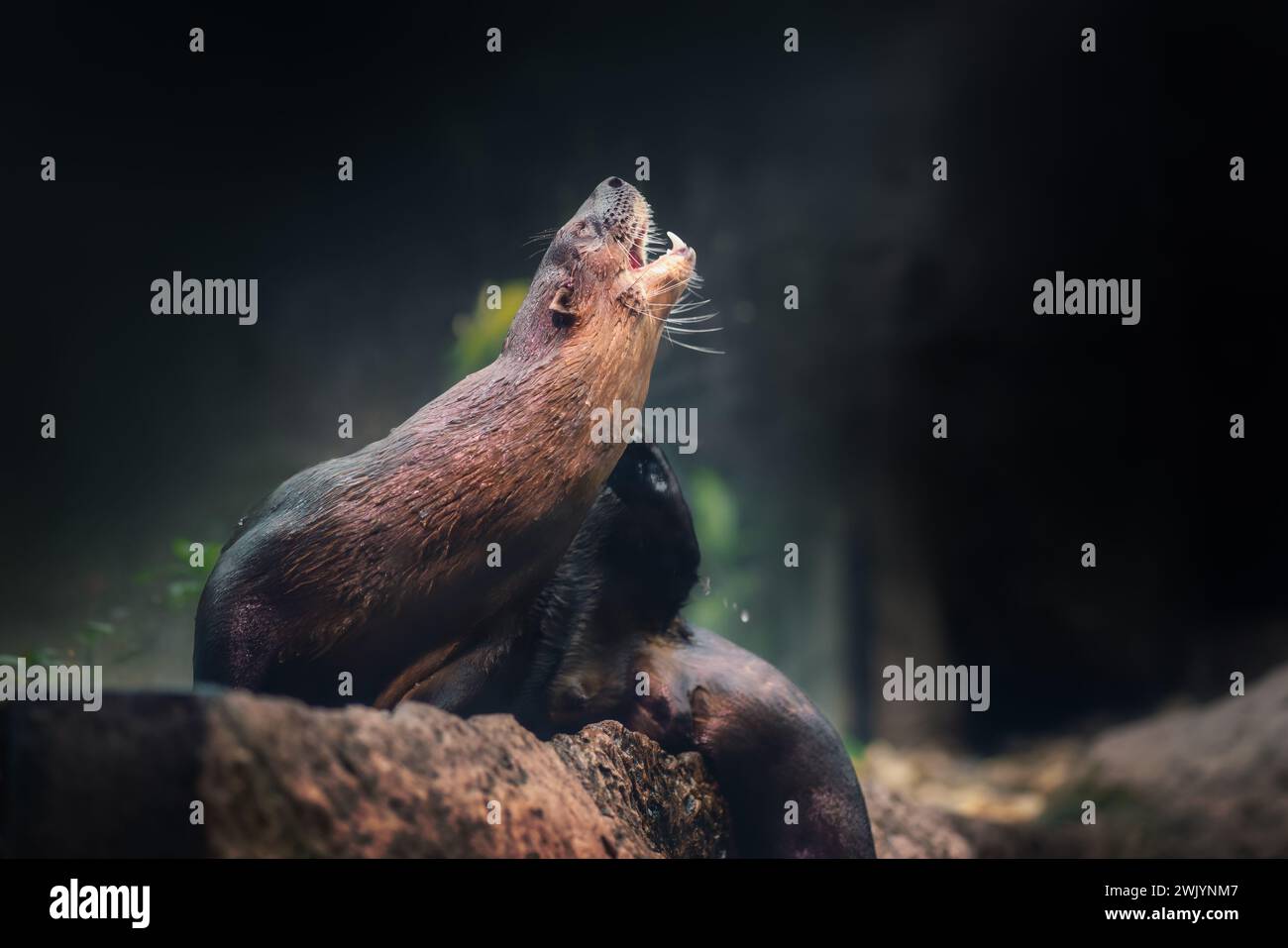 Loutre de rivière néotropicale (Lontra Longicaudis) Banque D'Images