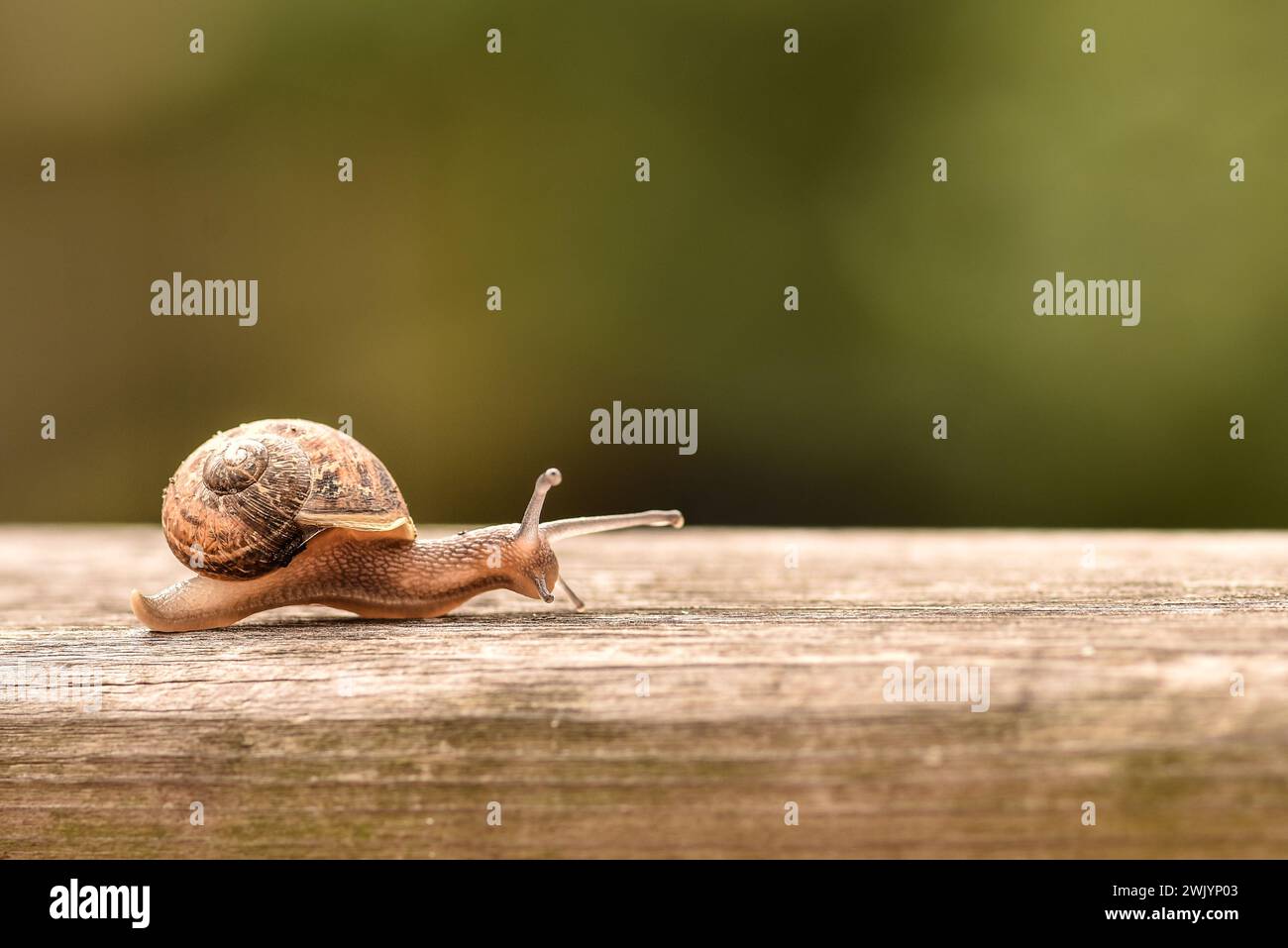 Un escargot rampant lentement sur une texture en bois, photographié de près sur un fond vert flou dans le jardin en plein air Banque D'Images