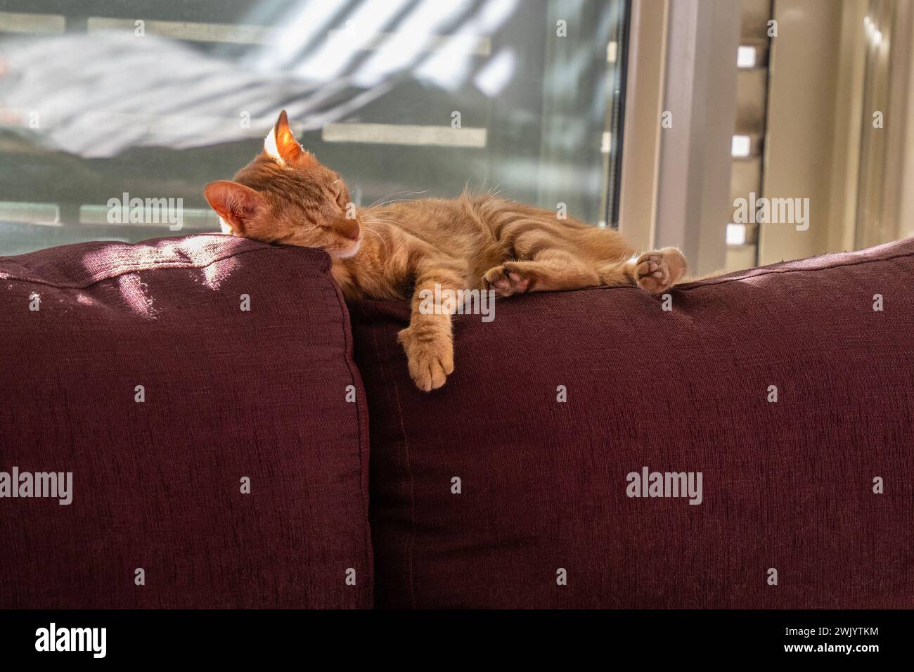 Un chat tabby au gingembre, dormant sur le dossier d'un canapé de couleur pourpre, profitant de la lumière du soleil entrant à travers les volets de la fenêtre. Banque D'Images