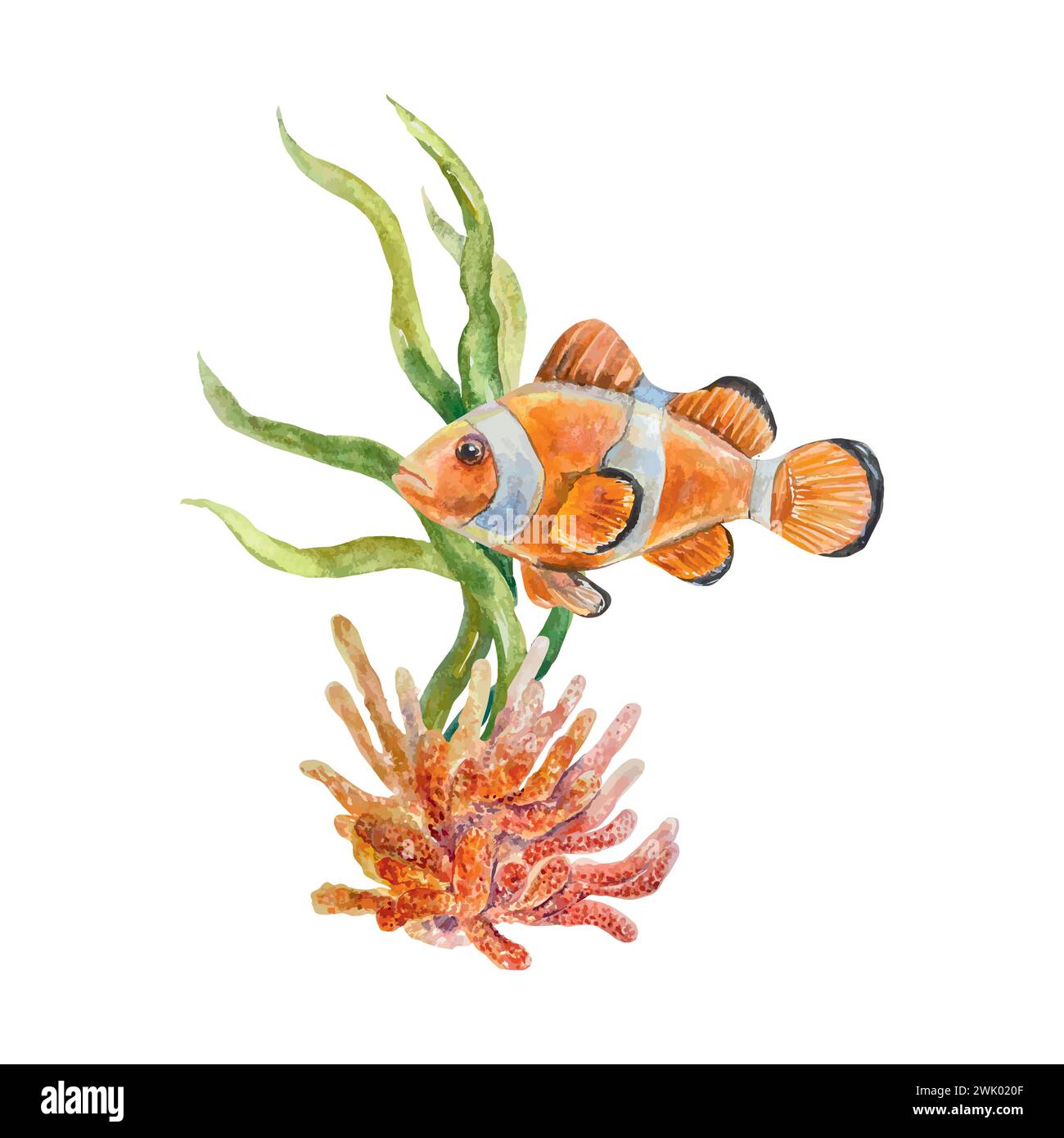 Poisson clown, un poisson orange avec une bande blanche. Illustration vectorielle de vie marine. Élément de design pour cartes postales, bannières de voyage, flyers, étiquettes, affiches. Illustration de Vecteur