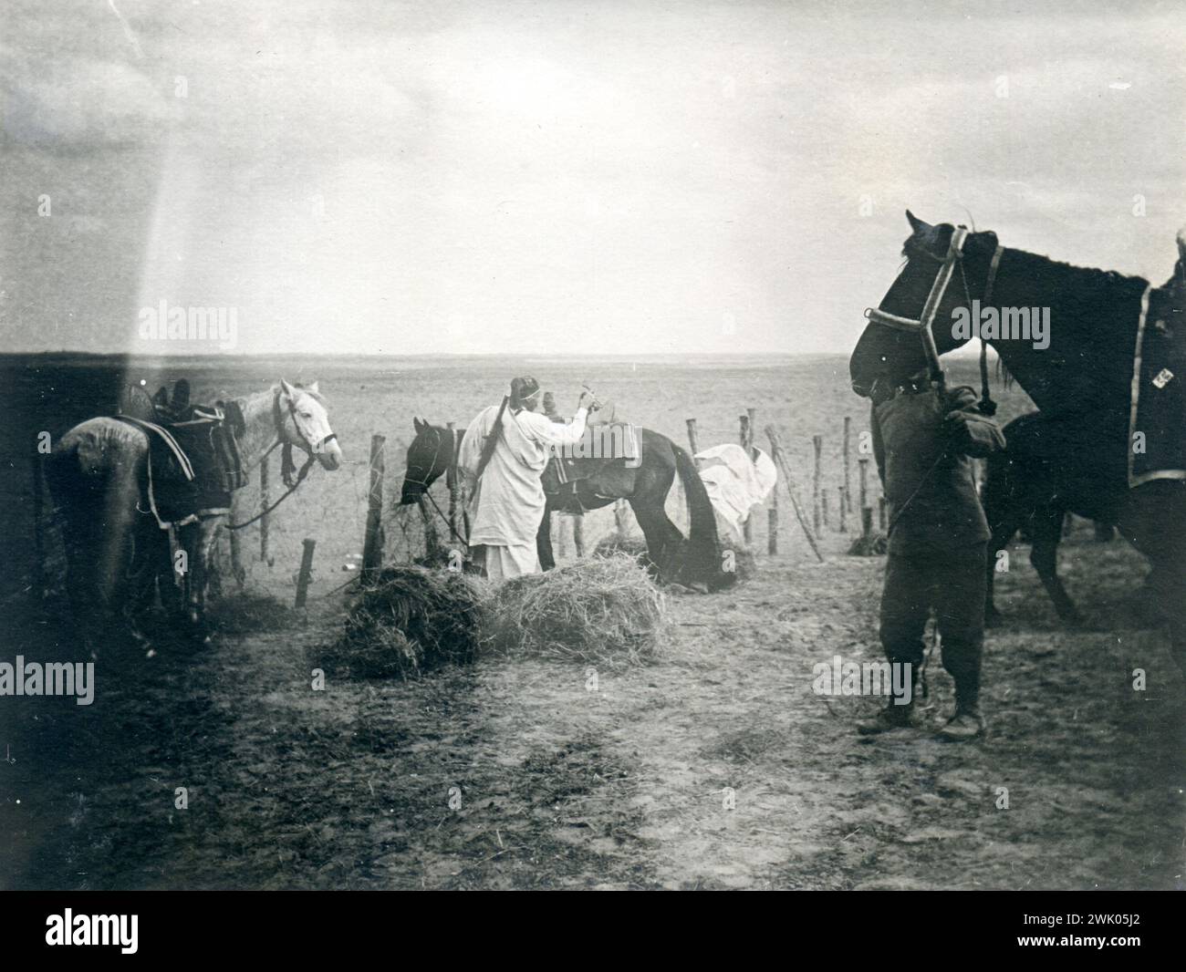 1912 Guerre italo-turque ou turco-italienne - chevaux arabes et chefs Banque D'Images