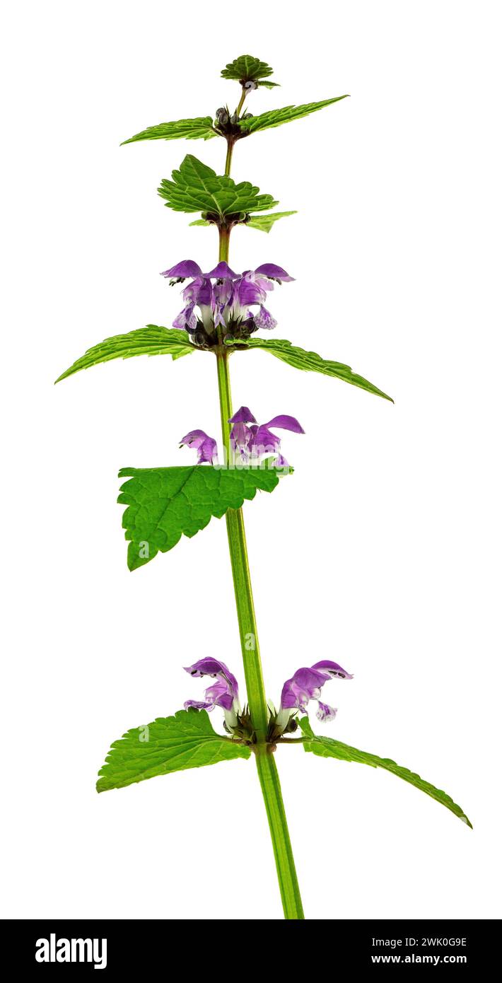 Mortuelle rouge sur un fond lumineux. Lamium purpureum, connu sous le nom d'ortie morte rouge ou violette. Isolé. Fleurs sauvages printanières. Banque D'Images