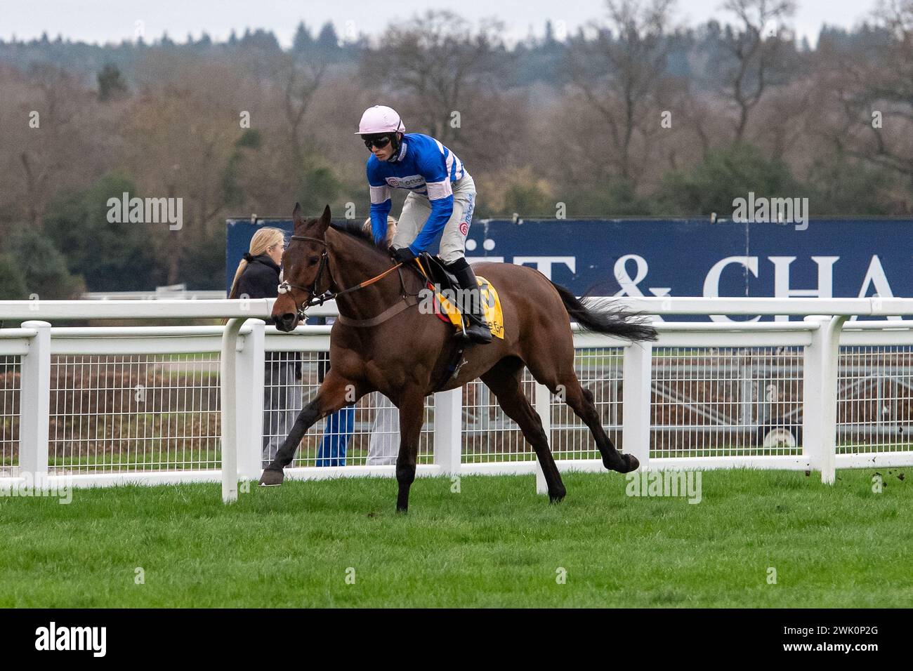 Ascot, Berkshire, Royaume-Uni. 17 février 2024. Cheval pic D'Orhy monté par Jockey Harry Cobden vainqueur de la Betfair Ascot Steeple Chase au Betfair Ascot Chase Raceday à Ascot Racecourse pour la propriétaire Mme Johnny de la Hey et l'entraîneur Paul Nicholls, Ditcheat. Commanditaire Morson Group. Crédit : Maureen McLean/Alamy Live News Banque D'Images