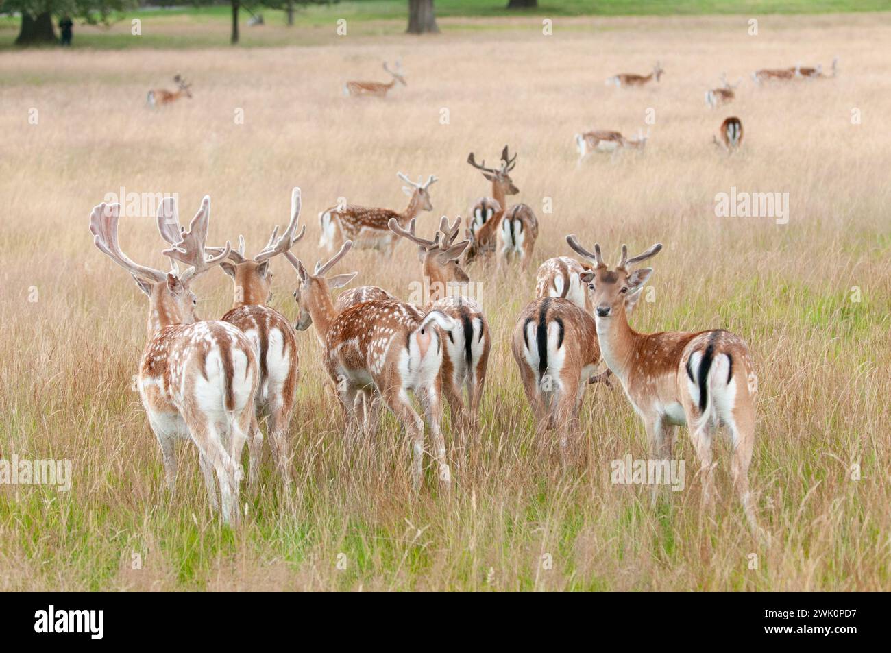 Richmond Park est une réserve naturelle nationale et abrite plus de 630 cerfs rouges et en jachère qui errent librement depuis 1637 Banque D'Images