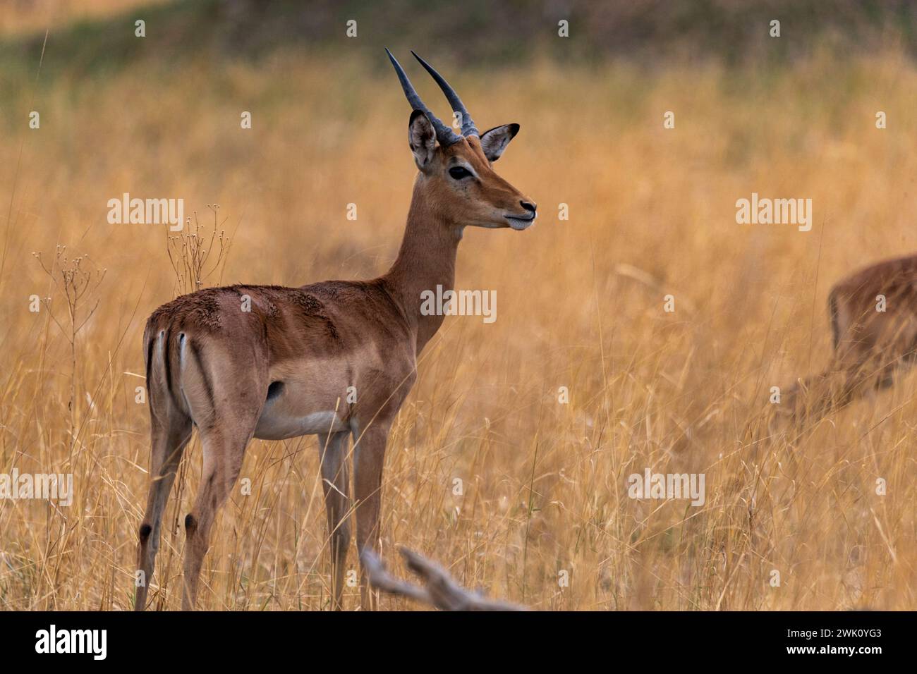 Mâle Impala, Parc national de Chobe, Botswana Banque D'Images