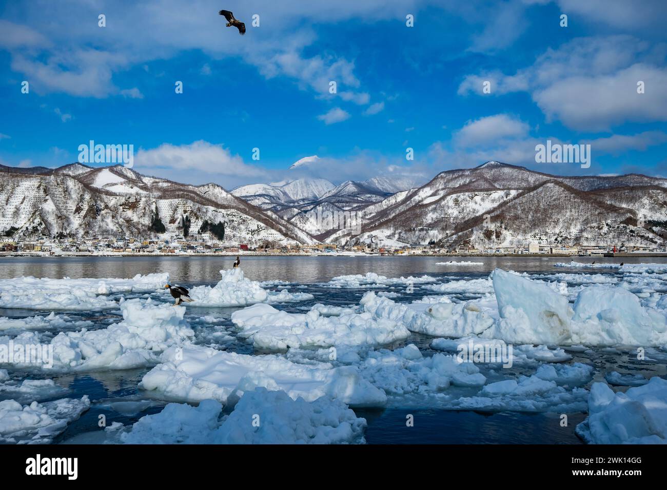 Steller's Sea-Eagles et autres oiseaux se nourrissant de blocs de glace brisés au large des côtes. Rausu, Hokkaido, Japon. Banque D'Images