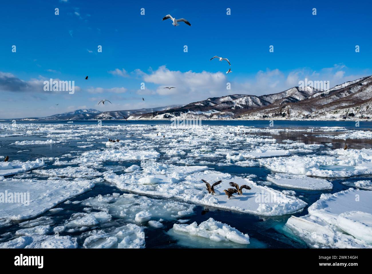 Steller's Sea-Eagles et autres oiseaux se nourrissant de blocs de glace brisés au large des côtes. Rausu, Hokkaido, Japon. Banque D'Images