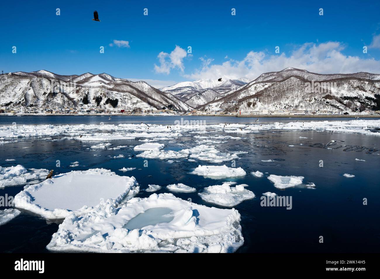 Steller's Sea-Eagles et autres oiseaux se nourrissant de blocs de glace brisés au large des côtes. Rausu, Hokkaido, Japon. Banque D'Images
