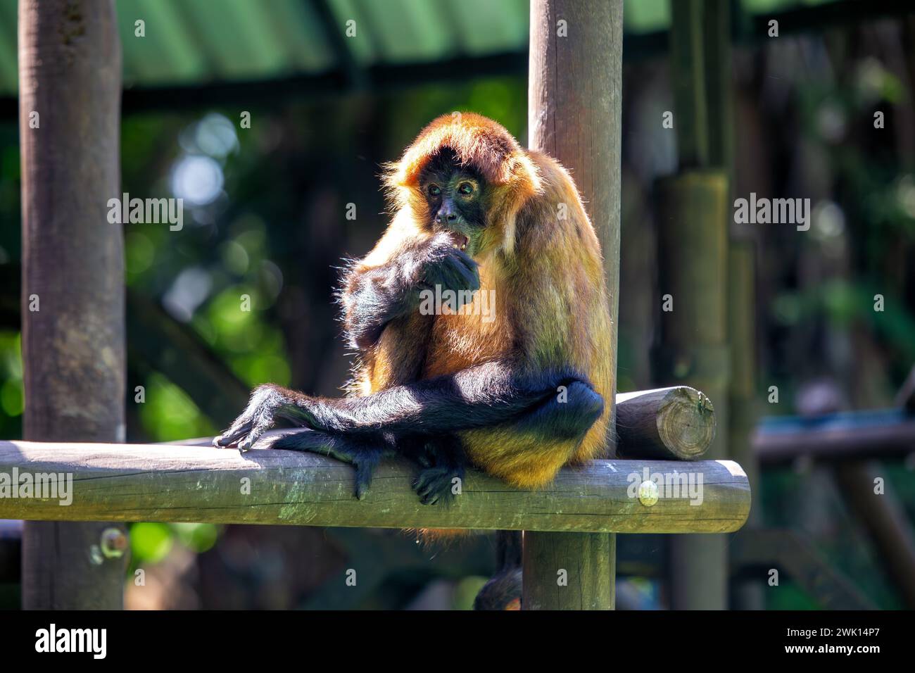 Agile Geoffroy's Spider Monkey balade à travers la luxuriante forêt tropicale d'Amérique centrale, emblématique de son style de vie arboricole. Banque D'Images