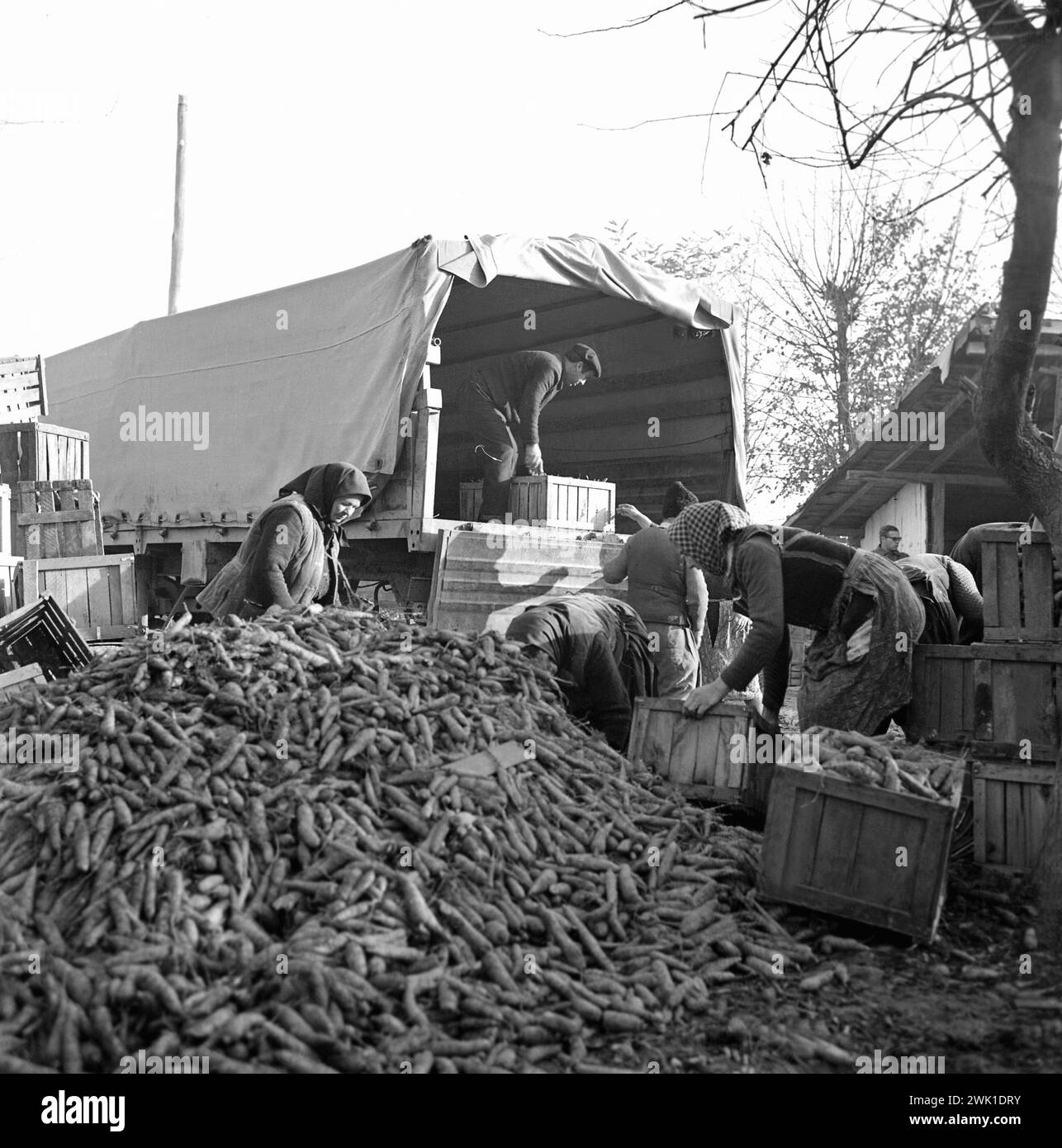 Coopérative agricole d'Etat en Roumanie communiste, dans les années 1970 Groupe de paysans chargeant un camion avec des caisses de légumes. Banque D'Images