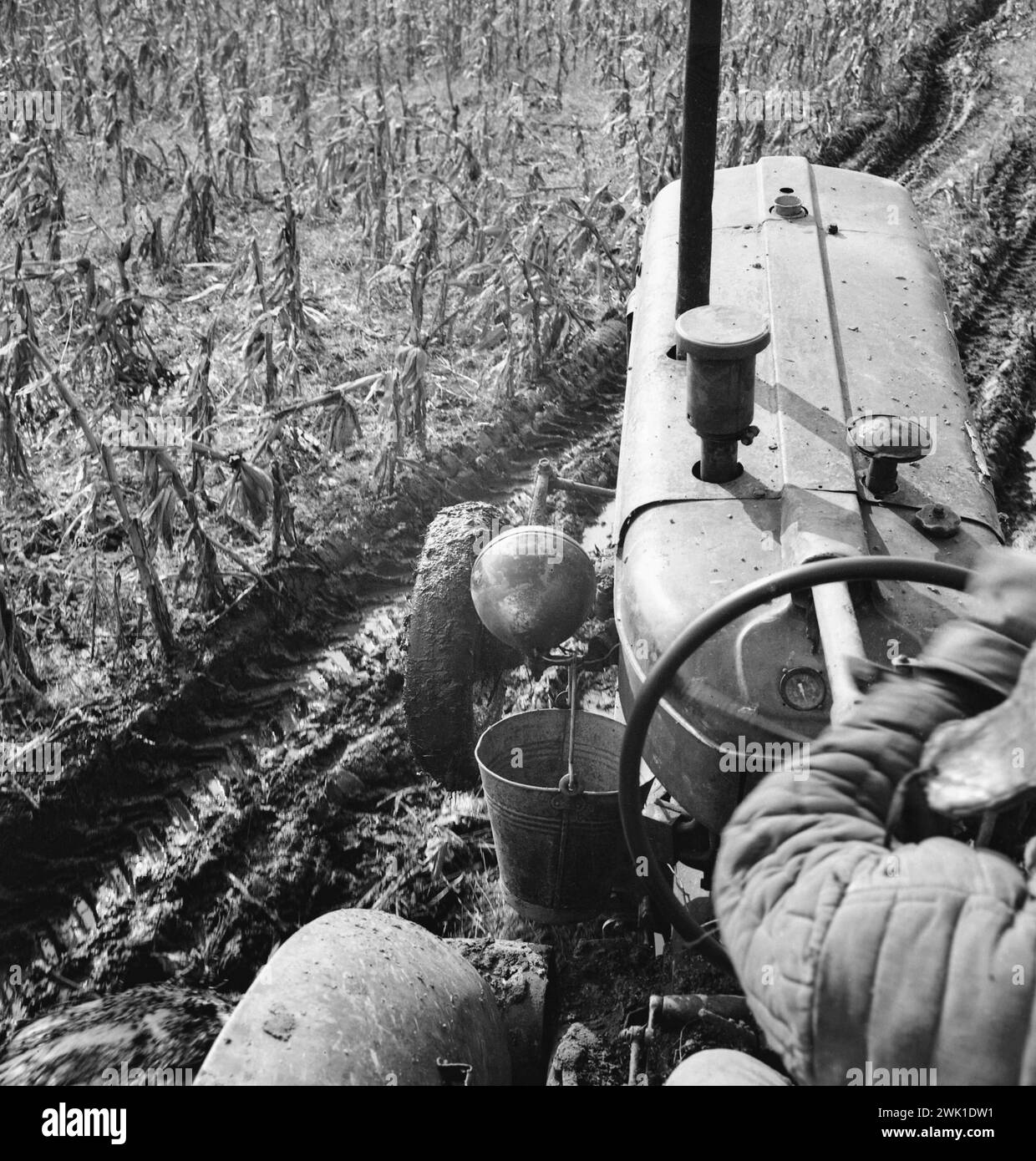 Coopérative agricole d'Etat en Roumanie communiste, dans les années 1970 Homme conduisant un tracteur dans un champ de maïs. Banque D'Images