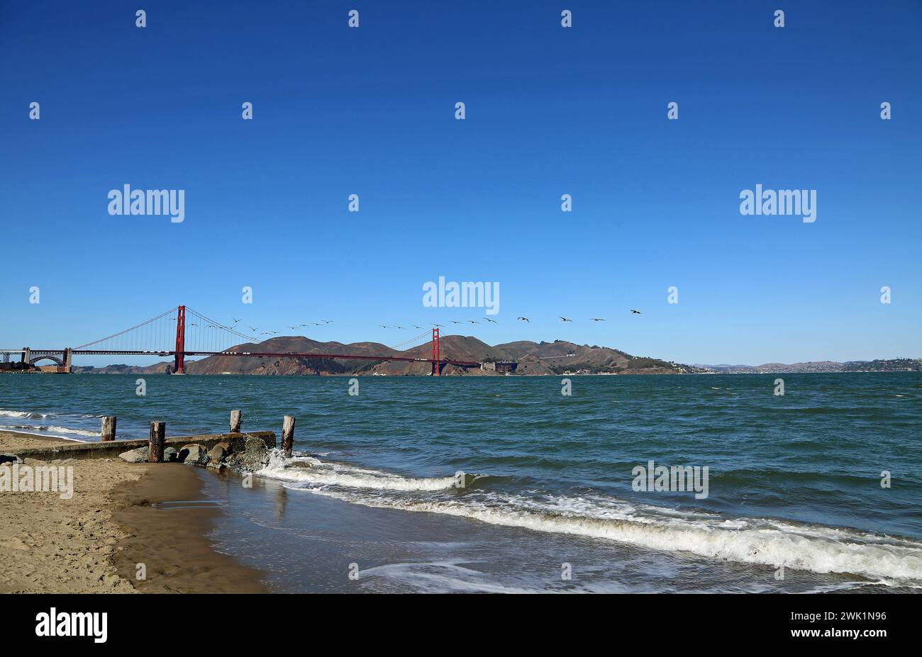 Panorama Golden Gate avec pélicans - San Francisco, Californie Banque D'Images