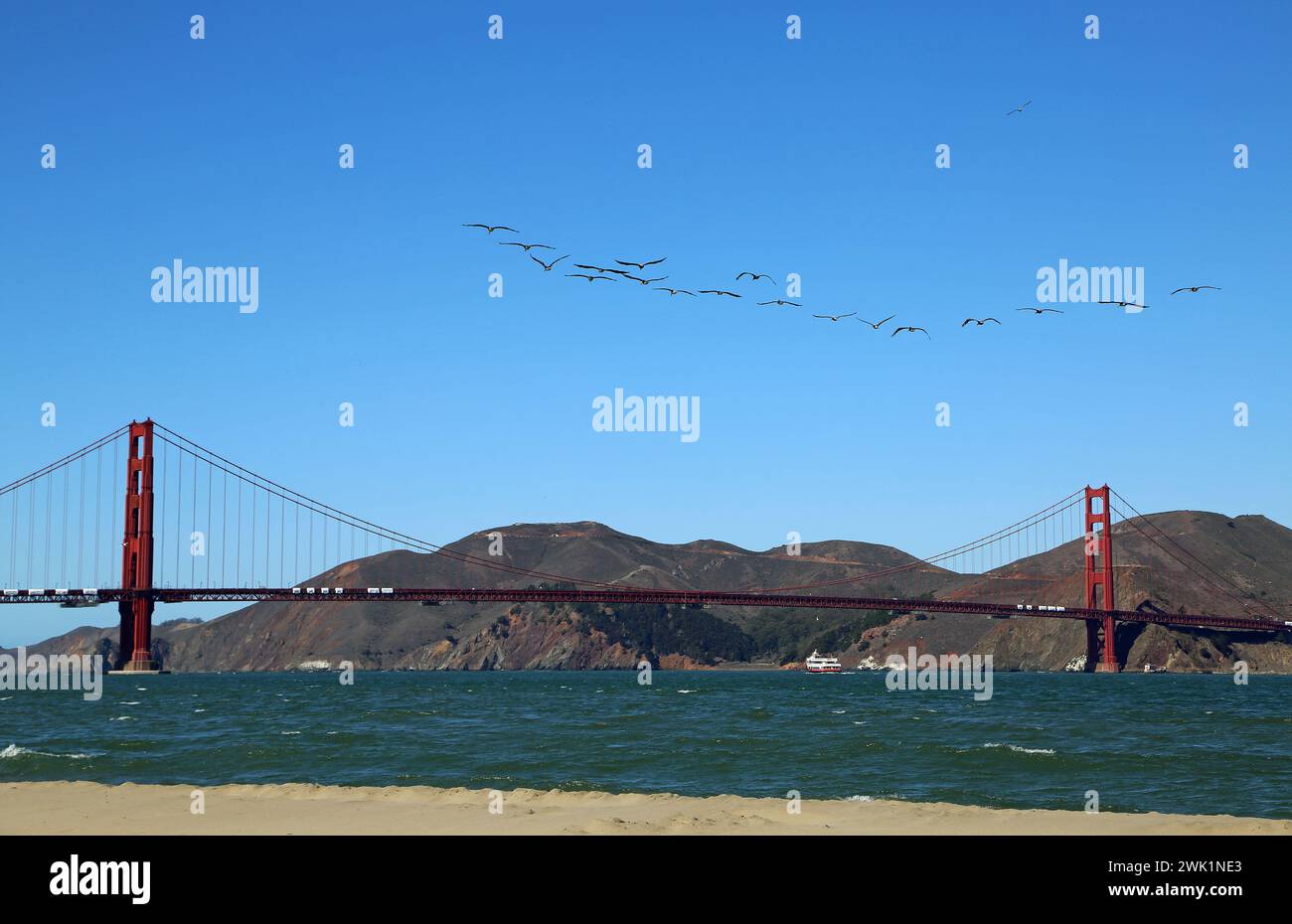 Baie de San Francisco et pélicans, Californie Banque D'Images