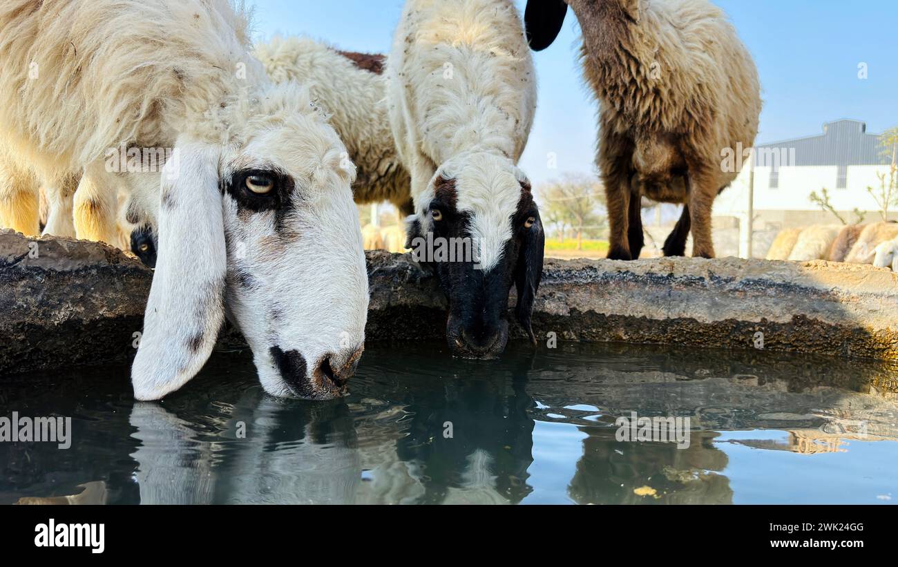 Troupeau de moutons buvant de l'eau au printemps sur la rive du lac. Troupeau de moutons sur un point d'abreuvement. Banque D'Images