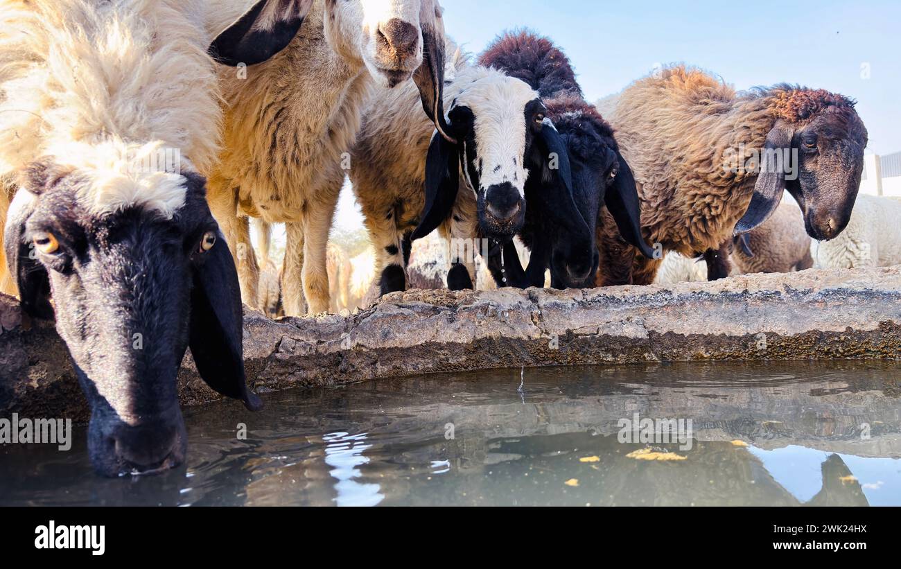 Troupeau de moutons buvant de l'eau au printemps sur la rive du lac. Troupeau de moutons sur un point d'abreuvement. Banque D'Images