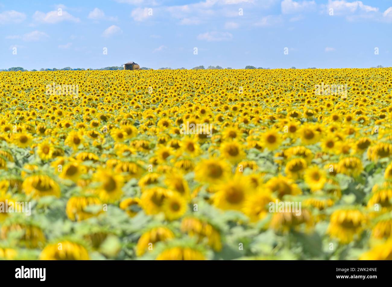 un champ de tournesol en fleurs. mise au point sélective Banque D'Images