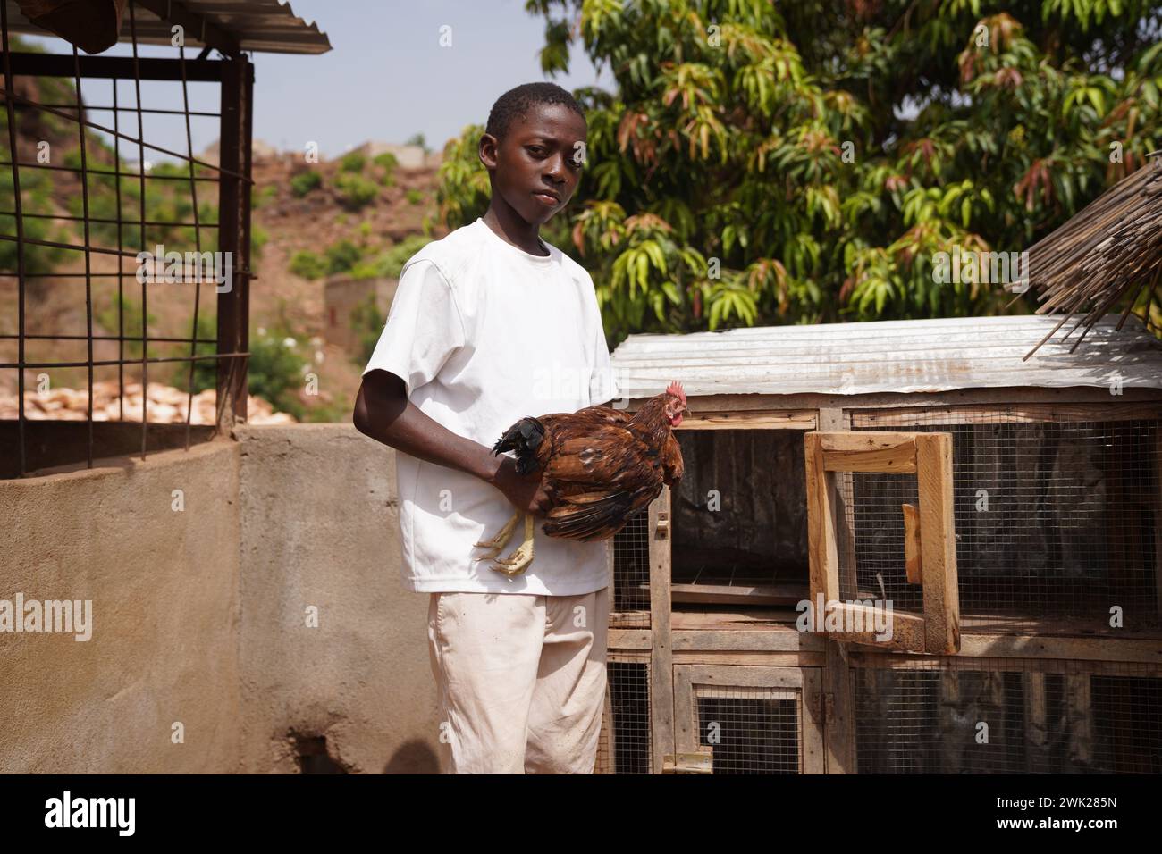 Agriculteur africain dans une ferme avicole prendre soin d'un coq - concept de petite entreprise durable dans les pays en développement Banque D'Images