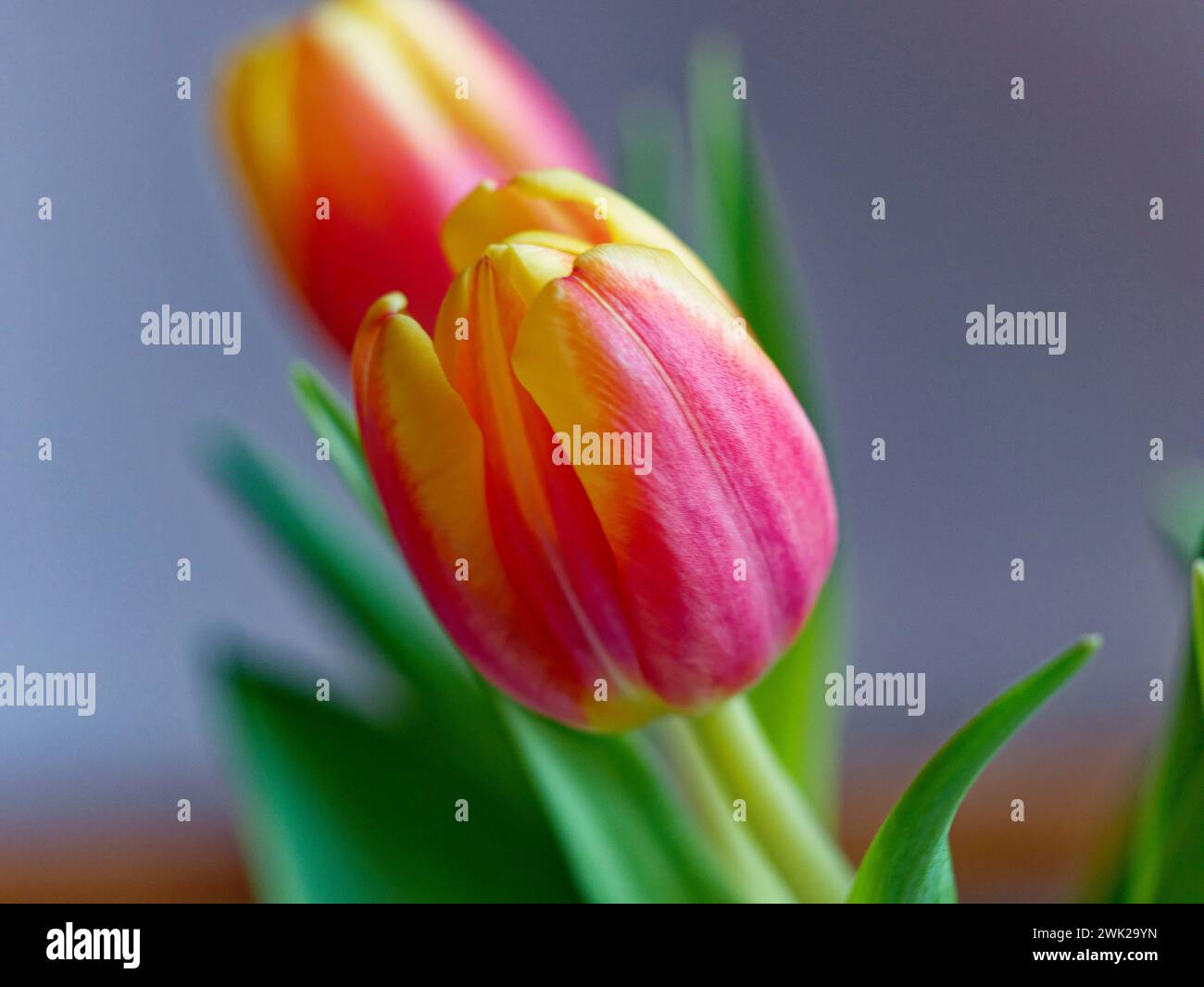 Eine schöne bunte Tulpen dans Nahaufnahme Banque D'Images