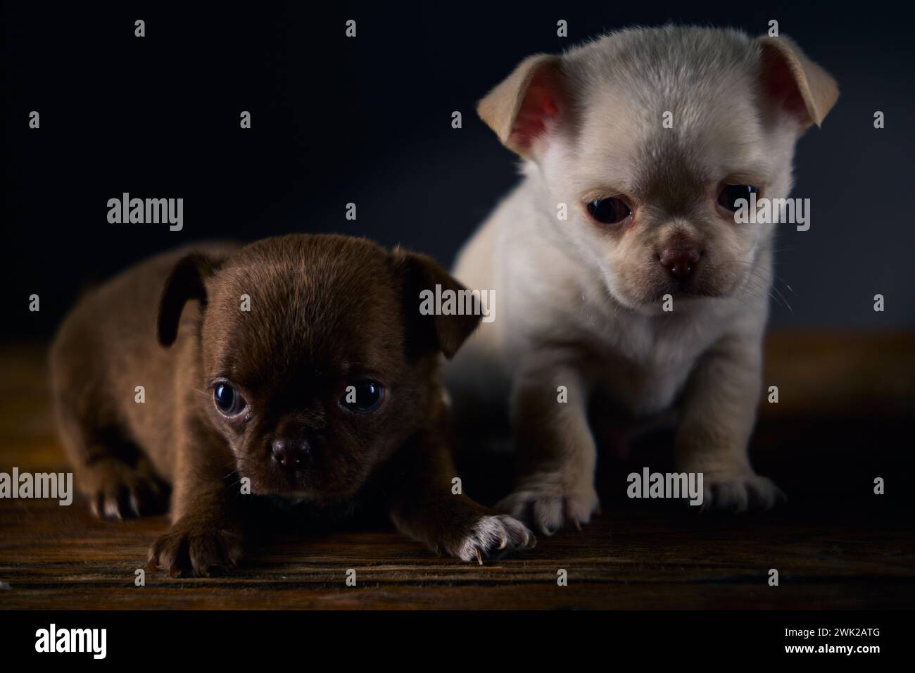 Deux chihuahua mâles bruns et blancs mignons sur une table en bois. Banque D'Images
