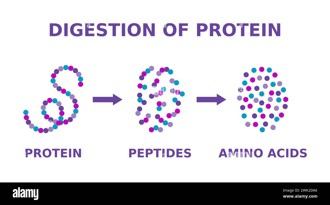 Digestion des protéines. Casser la molécule complexe d'abord en peptides puis en acides aminés individuels. Les pepsines sont des enzymes. Vecteur Illustration de Vecteur