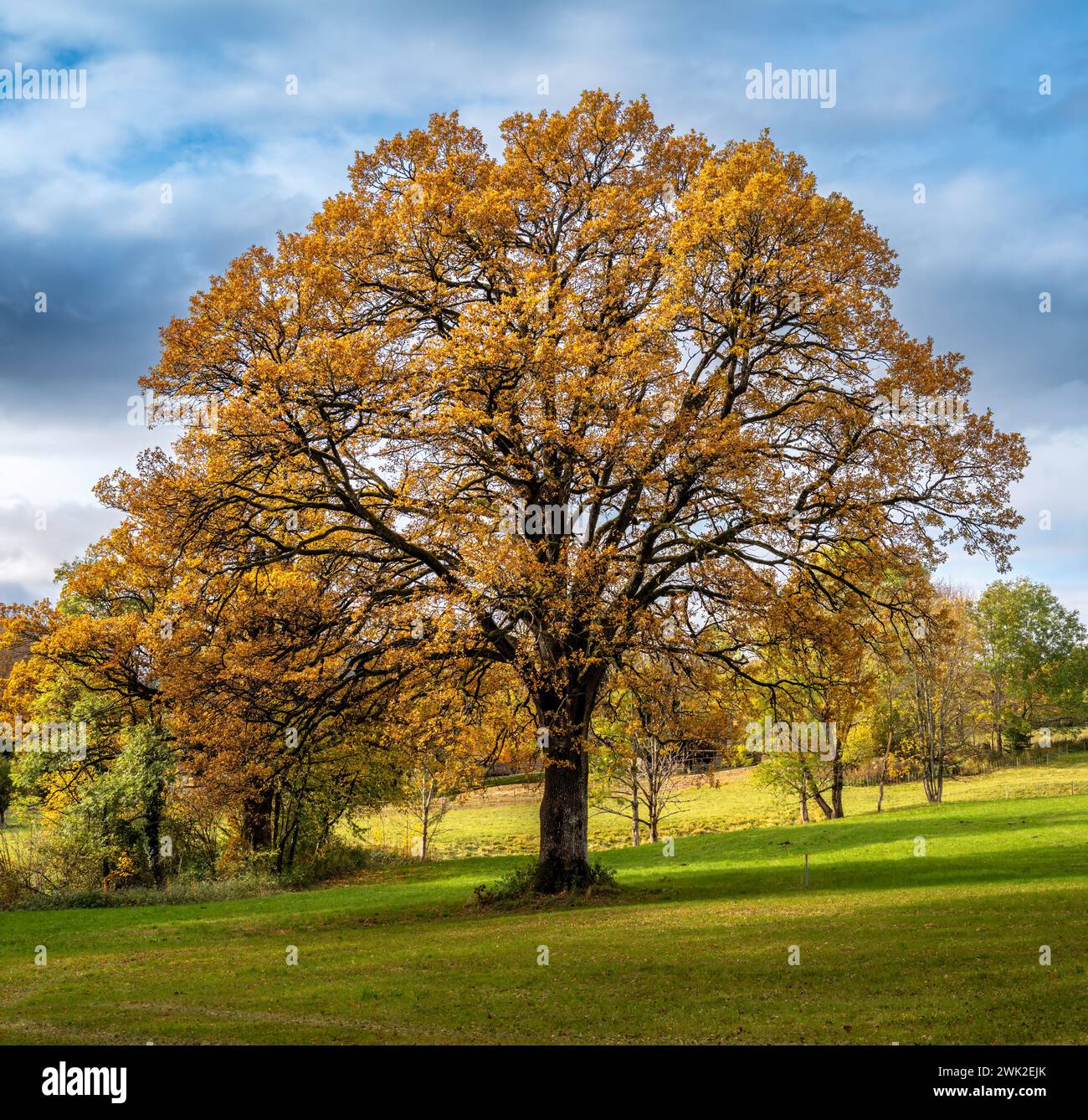 Autumc pittoresque avec un immense arbre solitaire Banque D'Images