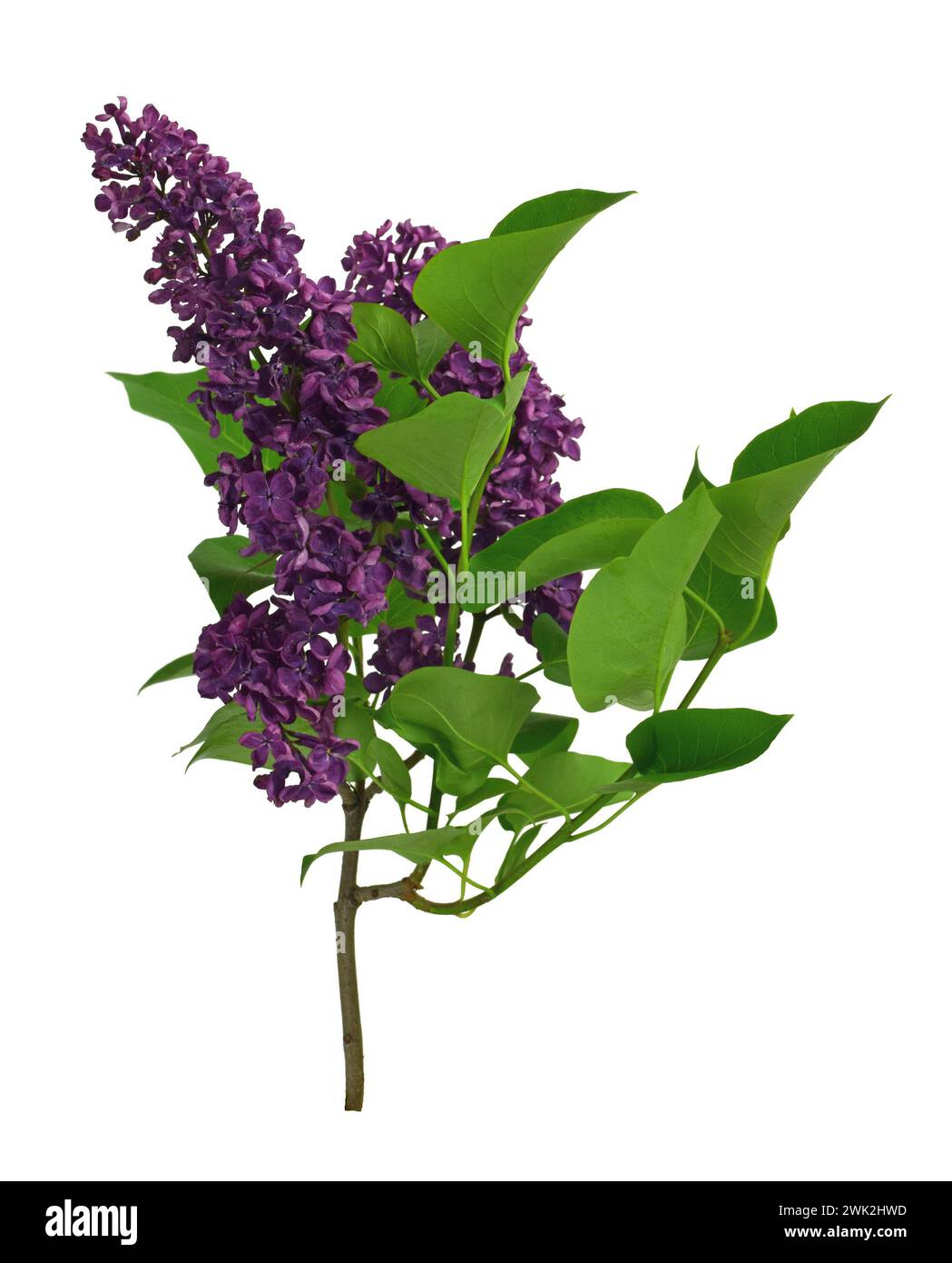 Bouquet de fleurs de lilas sur un fond blanc. Isolé. Belle fleur de lilas violet. Bouquet de fleurs de lilas parfumé de beauté avec espace copie pour votre te Banque D'Images